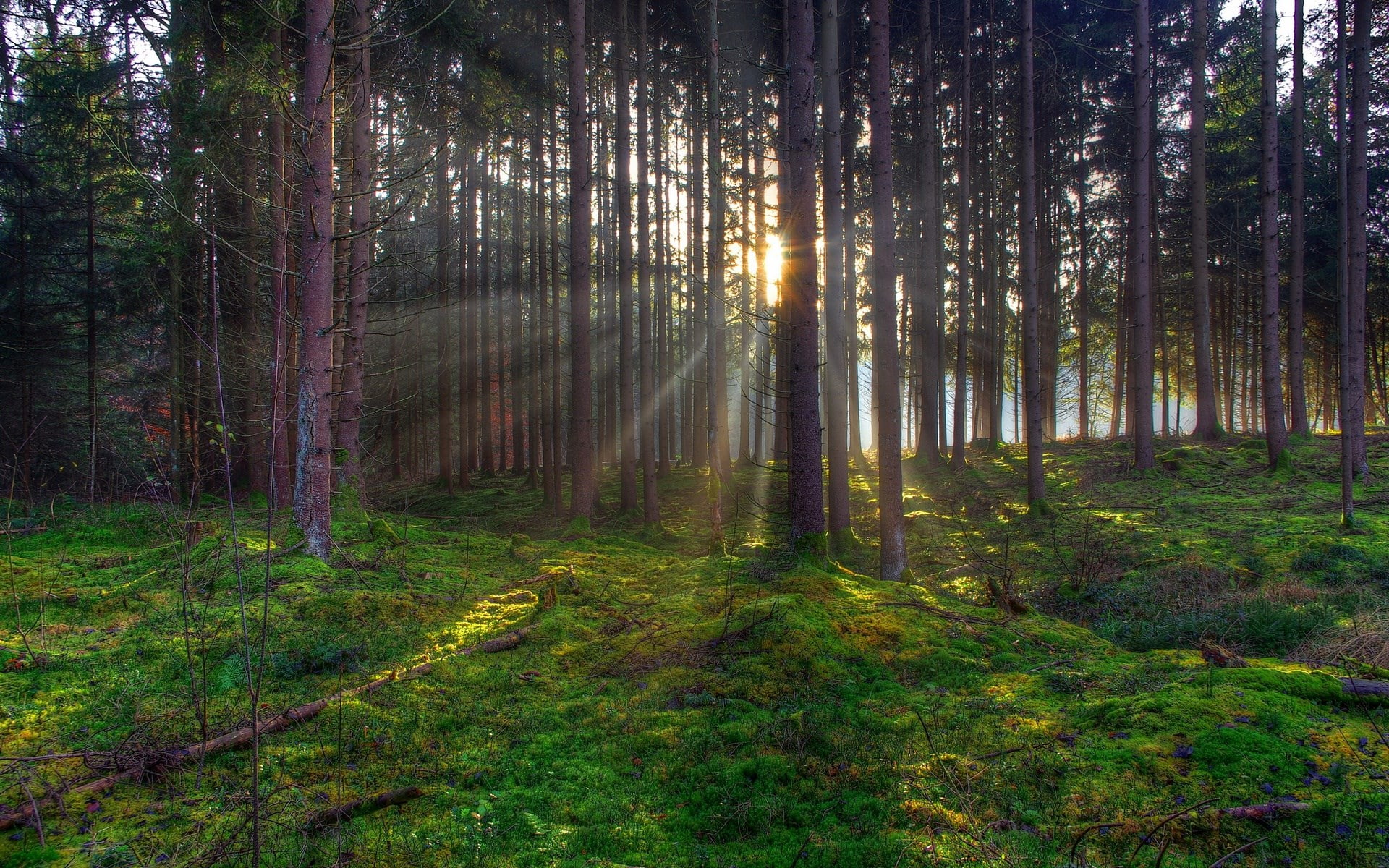 no people, beauty in nature, land, trunk, outdoors, tree, nature, non-urban scene, tree trunk, green color, scenics - nature, streaming, idyllic, unbelievably beautiful pictures nature 1920x1200, HD Wallpaper