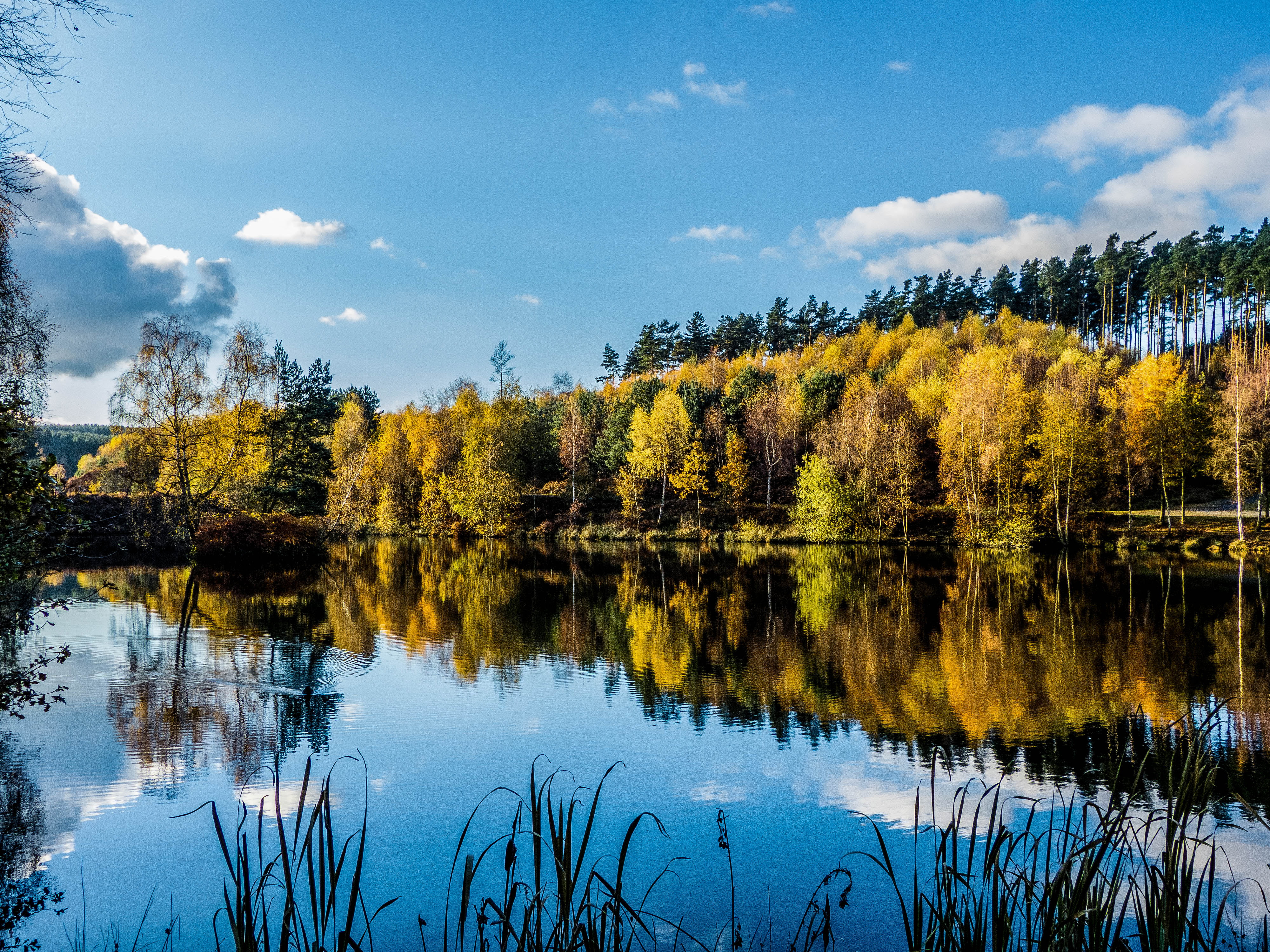 nature, yellow, clear, cumulus clouds, trees, outdoors, pool, beauty In Nature, summer, body, best, reflection, clouds, forest, tranquil Scene, landscape, HD Wallpaper