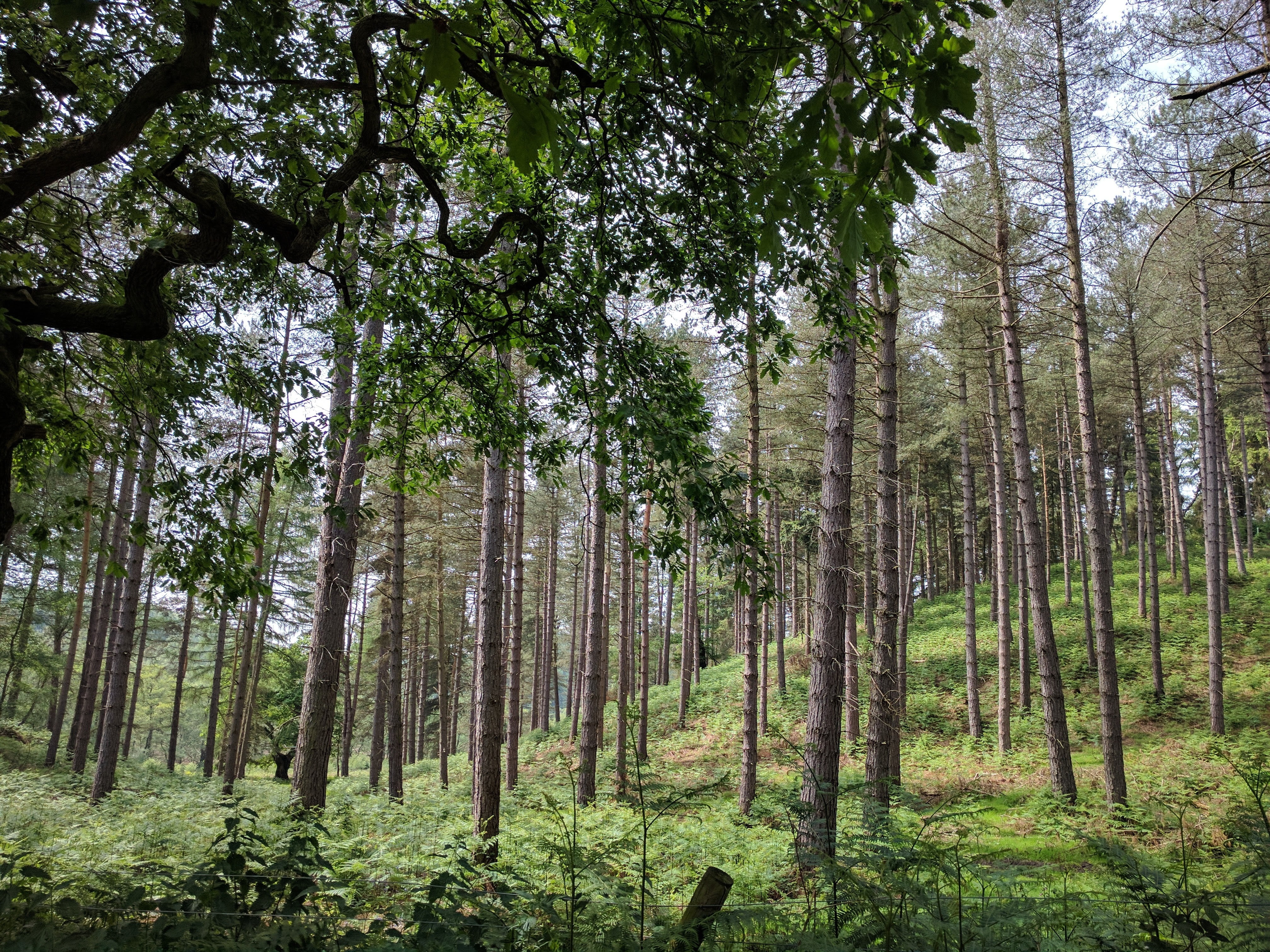 low angle view, no people, outdoors, tree, pine tree, tranquil scene, bamboo - plant, cannock chase, green color, wood, nature, coniferous tree, growth, HD Wallpaper