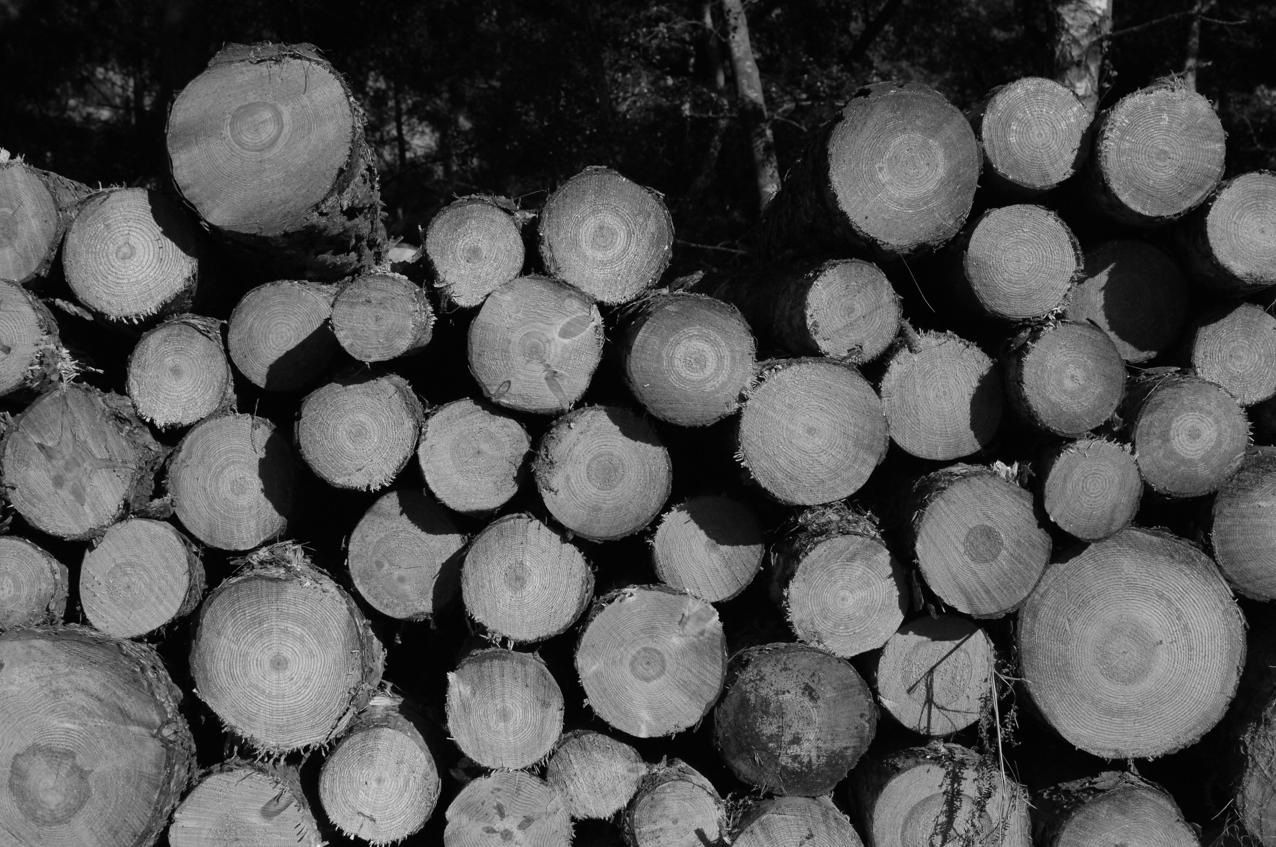 forest, 4K, tree, environmental issues, trees, black and white, no people, log, stack, firewood, wood - material, woodpile, cannock chase, wood, united kingdom, HD Wallpaper