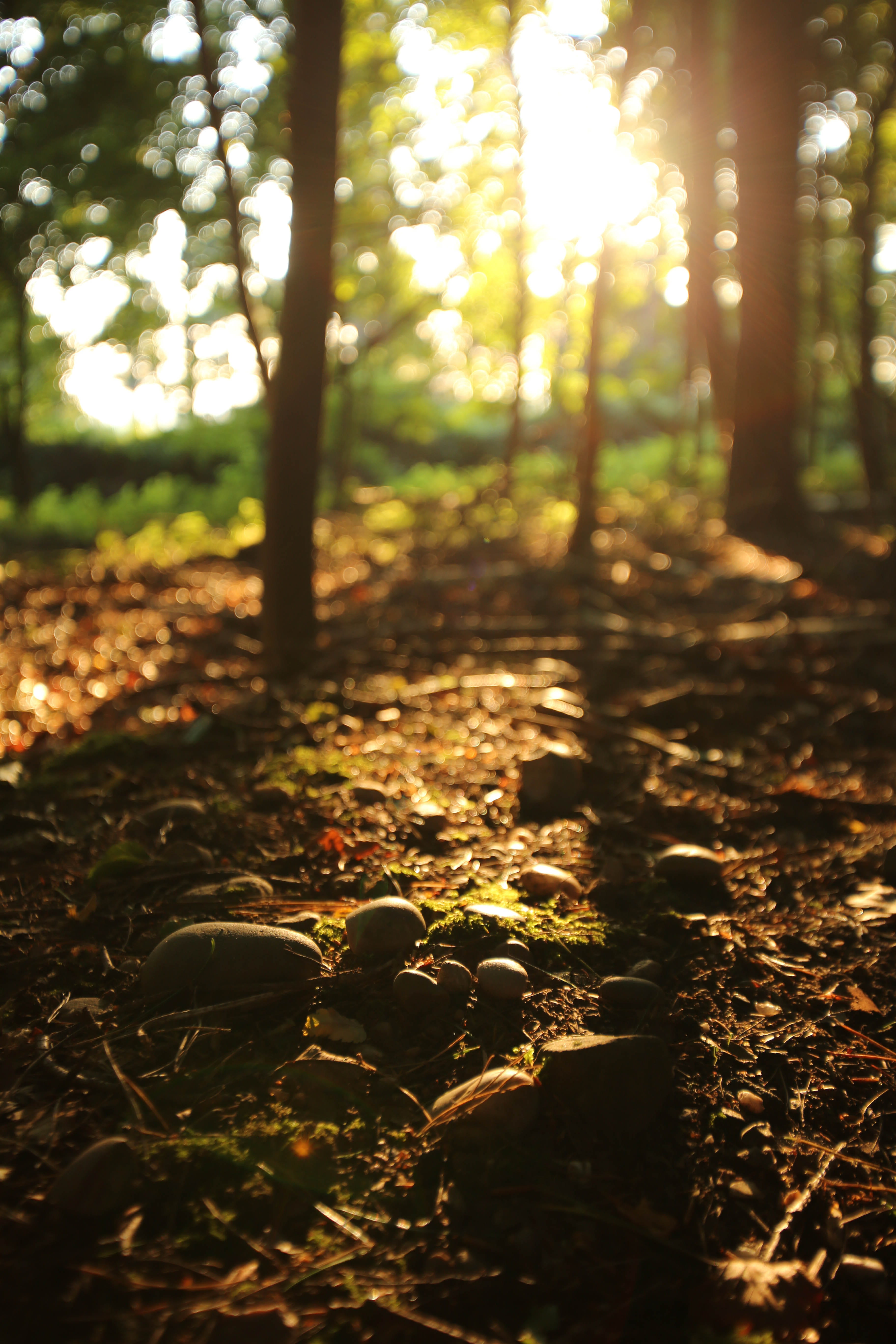 woods, no people, beauty in nature, sunrise, day, leaf, cannock, woodland, tranquility, land, tree trunk, plant, trunk, nature, cannock chase forest, Phone HD Wallpaper