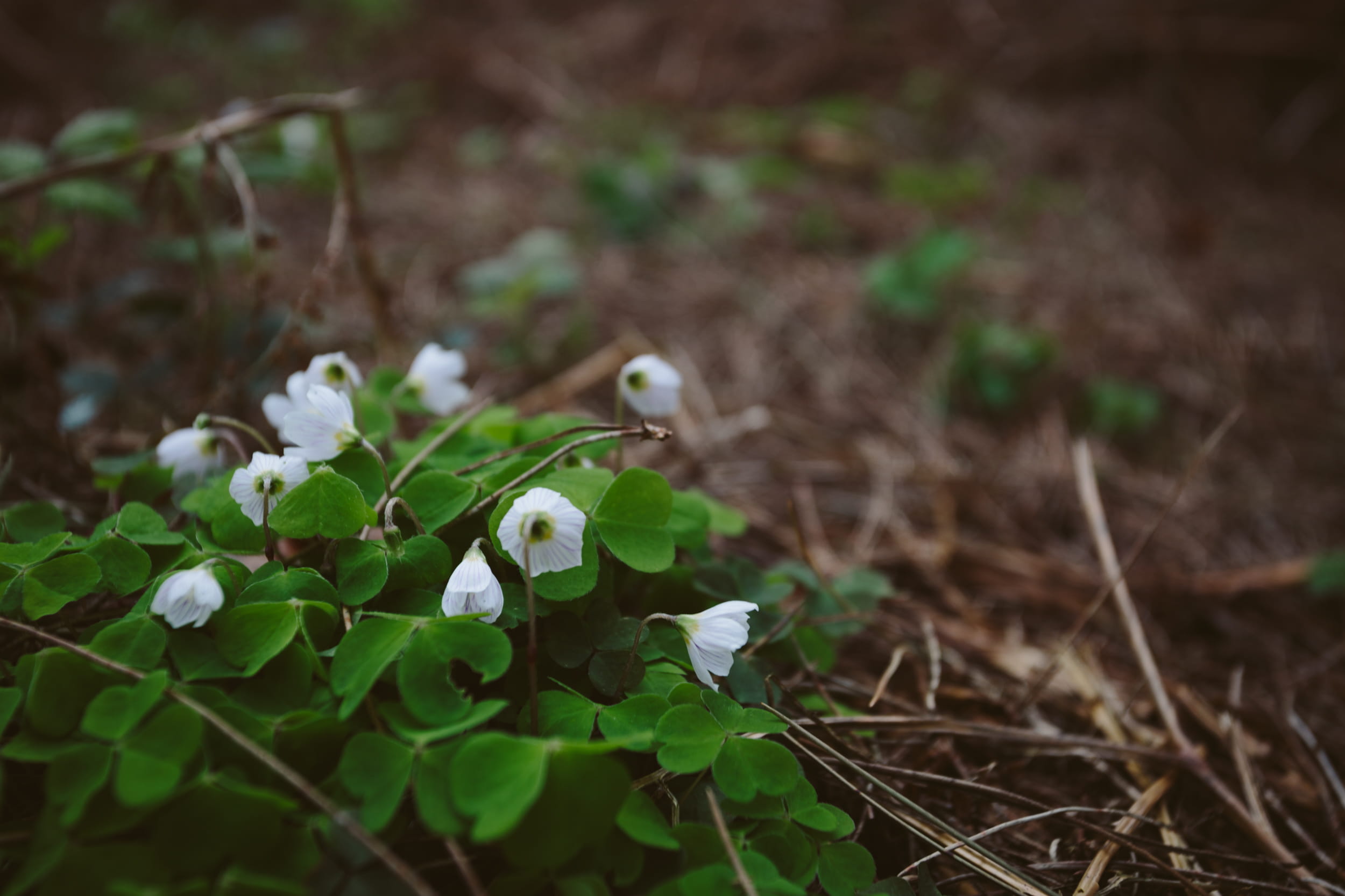growth, woodland, field, cannock chase forest, spring, flowering plant, green, fragility, one animal, soft, selective focus, united kingdom, land, flora, HD Wallpaper