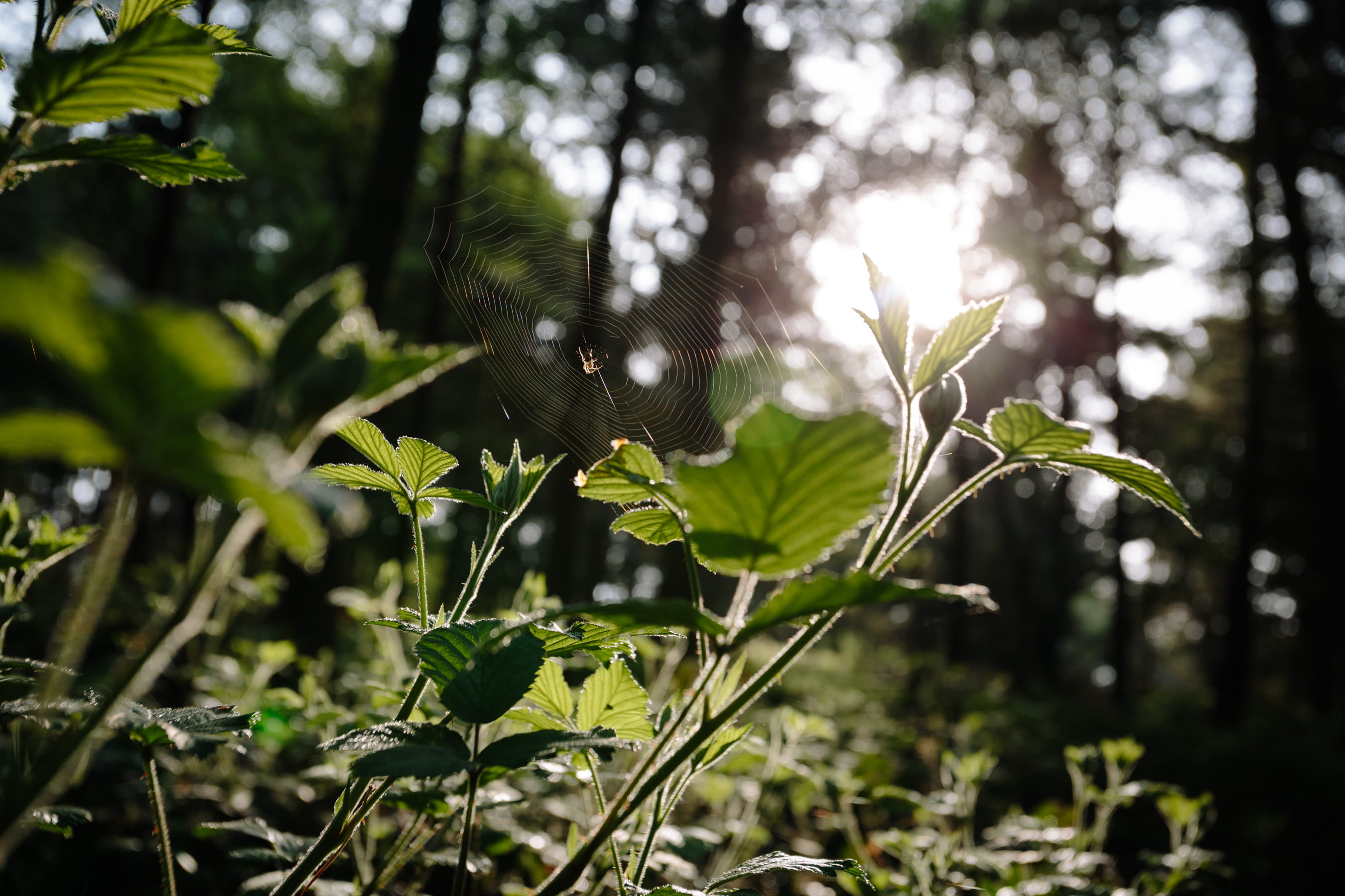 plant, bird, no people, cannock chase forest, beauty in nature, focus on foreground, one animal, 2K, forest, vertebrate, hdwallpapers, summer, animal themes, HD Wallpaper