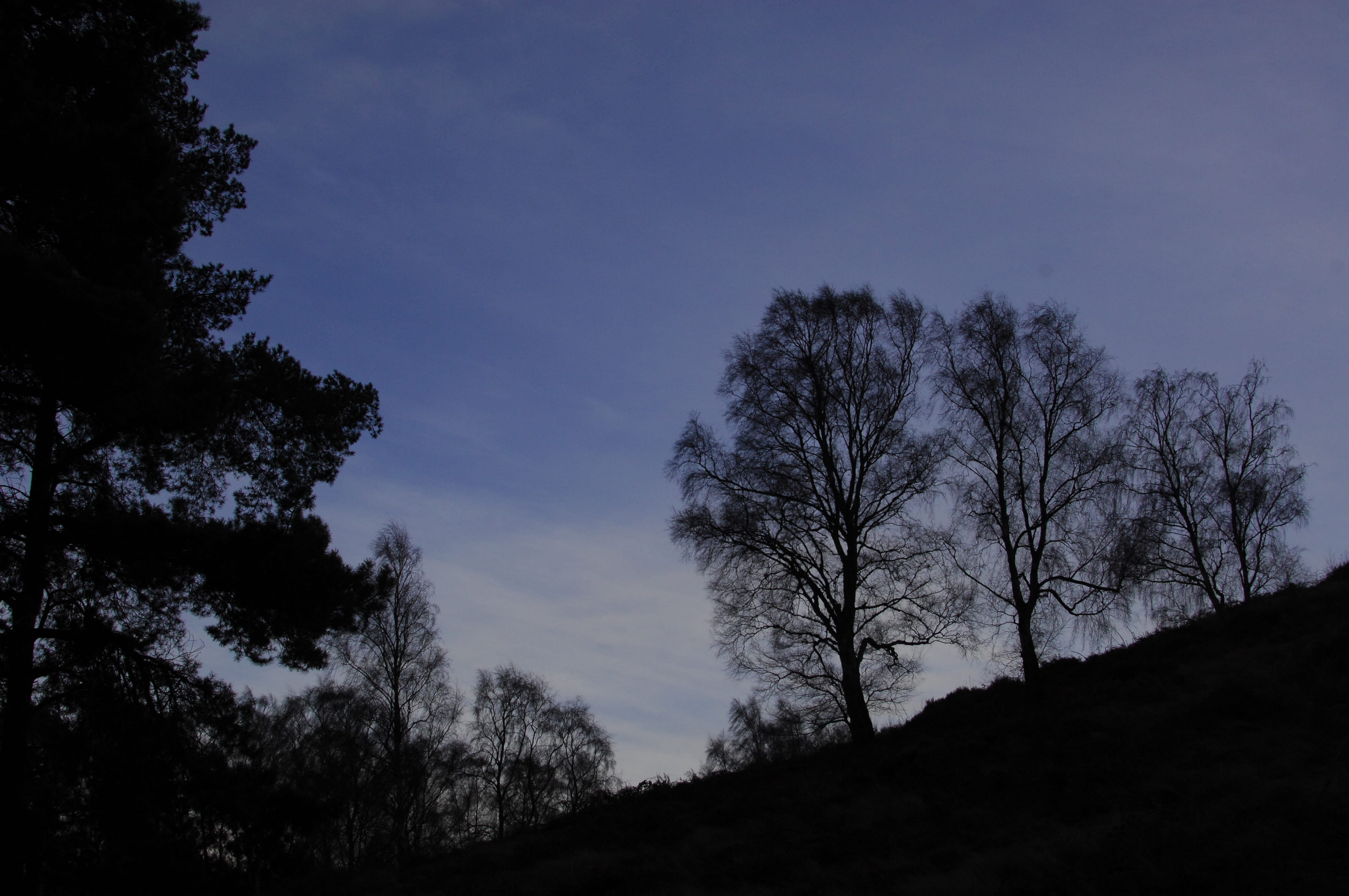 no people, land, cloud - sky, plant, night, 4K, non-urban scene, tranquility, branch, evening, dusk, outdoors, united kingdom, dark, tranquil scene, beauty in nature, HD Wallpaper