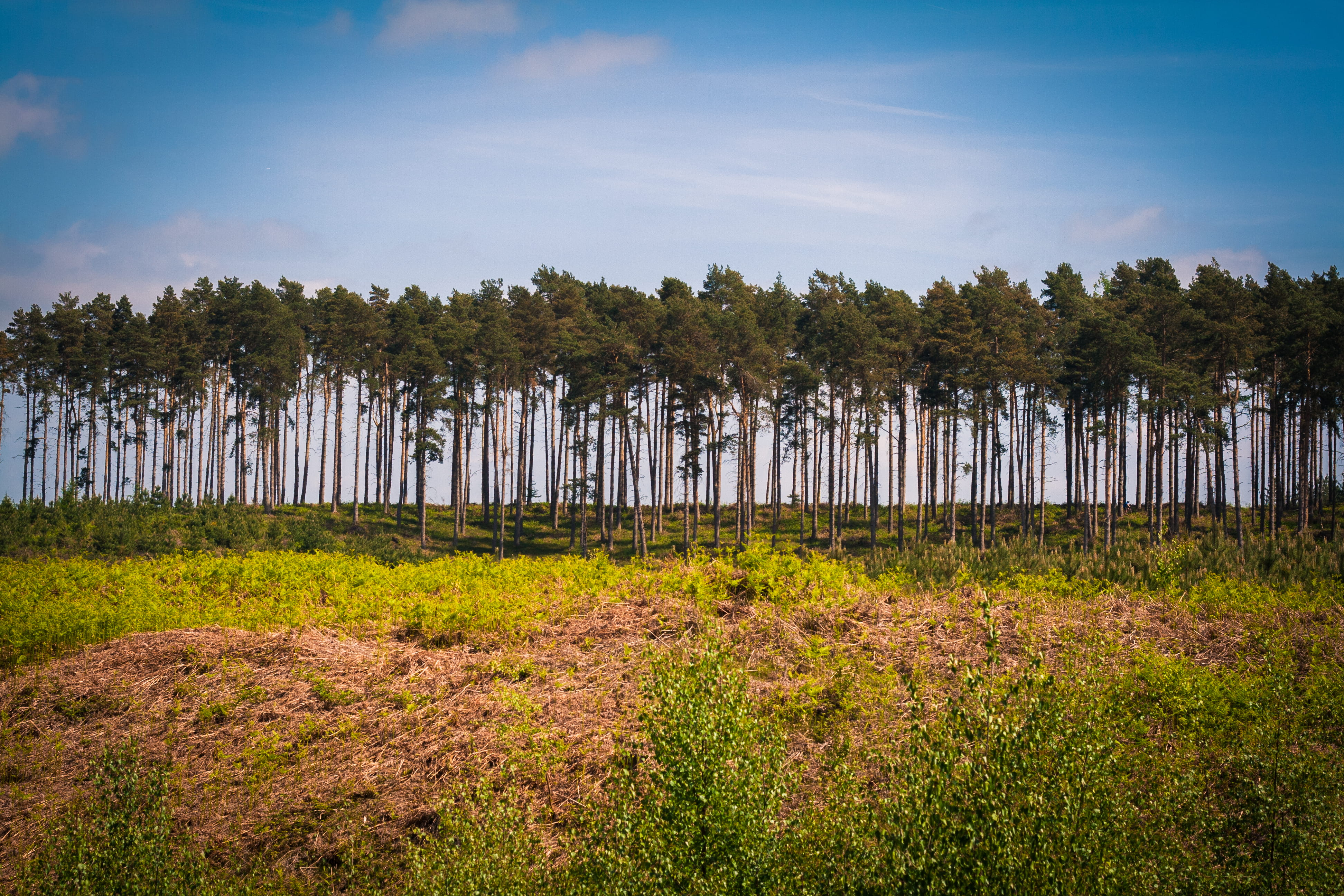 beauty in nature, growth, england, cannock chase, day, green color, 4K, field, tranquil scene, no people, land, grass, outdoors, tranquility, staffordshire, HD Wallpaper