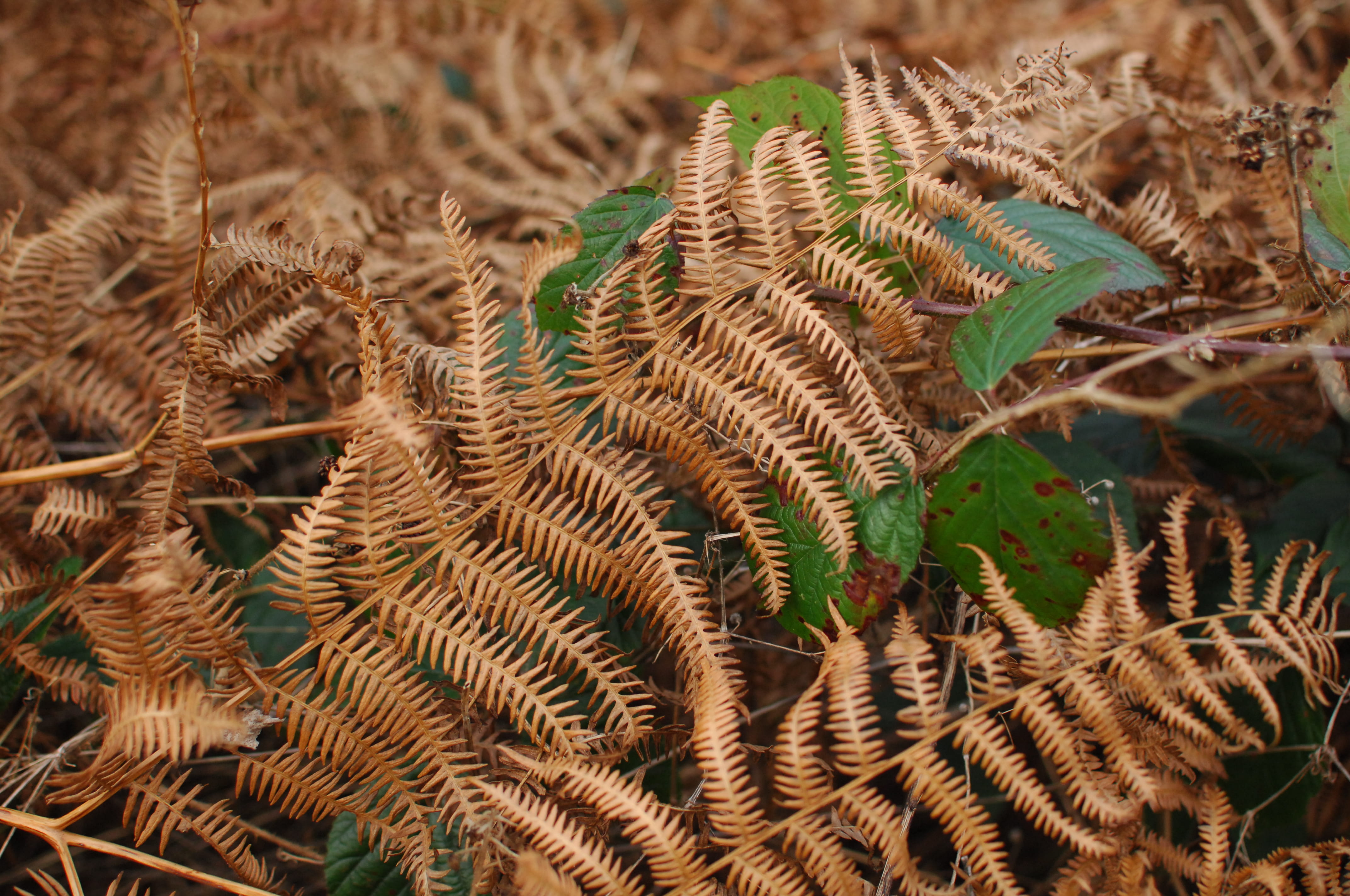nature, animals in the wild, animal wildlife, animal, ferns, plant, cannock, 4K, full frame, agriculture, land, no people, field, cannock chase, day, outdoors, HD Wallpaper