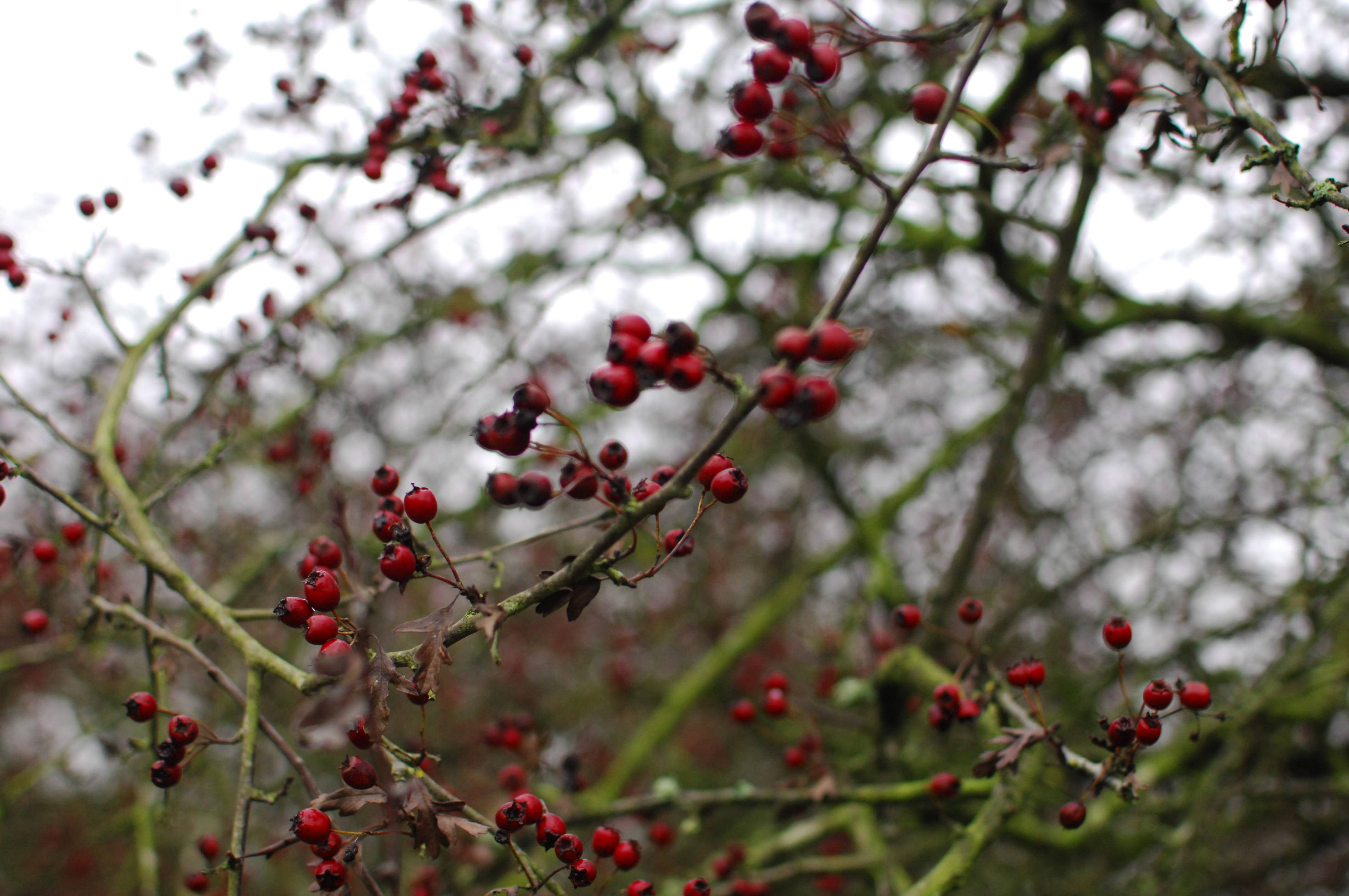day, wellbeing, cherry tree, united kingdom, cannock, food, fruit, cannock chase, plant, selective focus, rowanberry, freshness, tree, food and drink, beauty in nature, HD Wallpaper