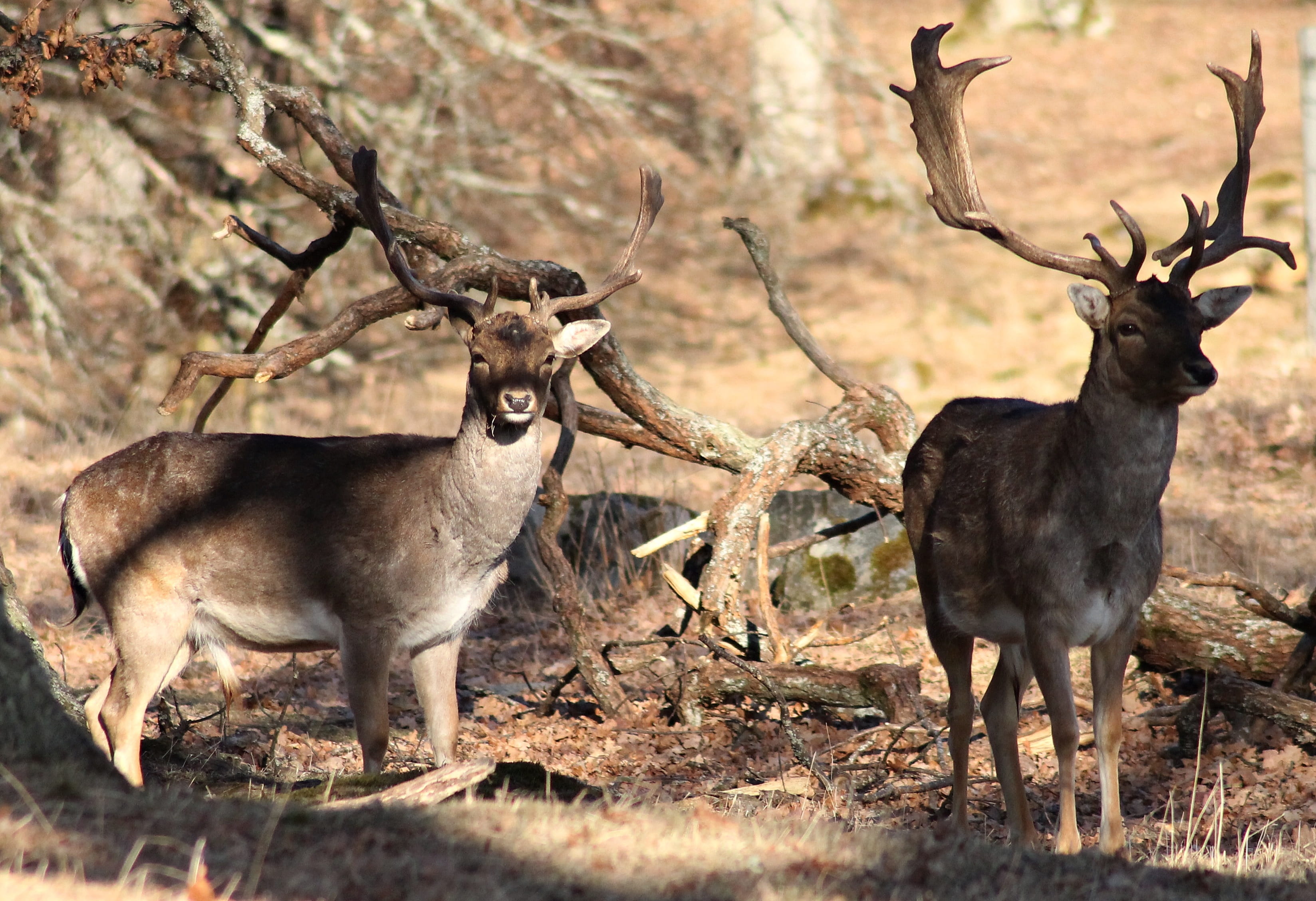 the world, standing, deer, animal wildlife, fallow deer, outdoors, nature, field, two animals, herbivorous, mammal, vertebrate, tree, day, 2K, animals in the wild, HD Wallpaper