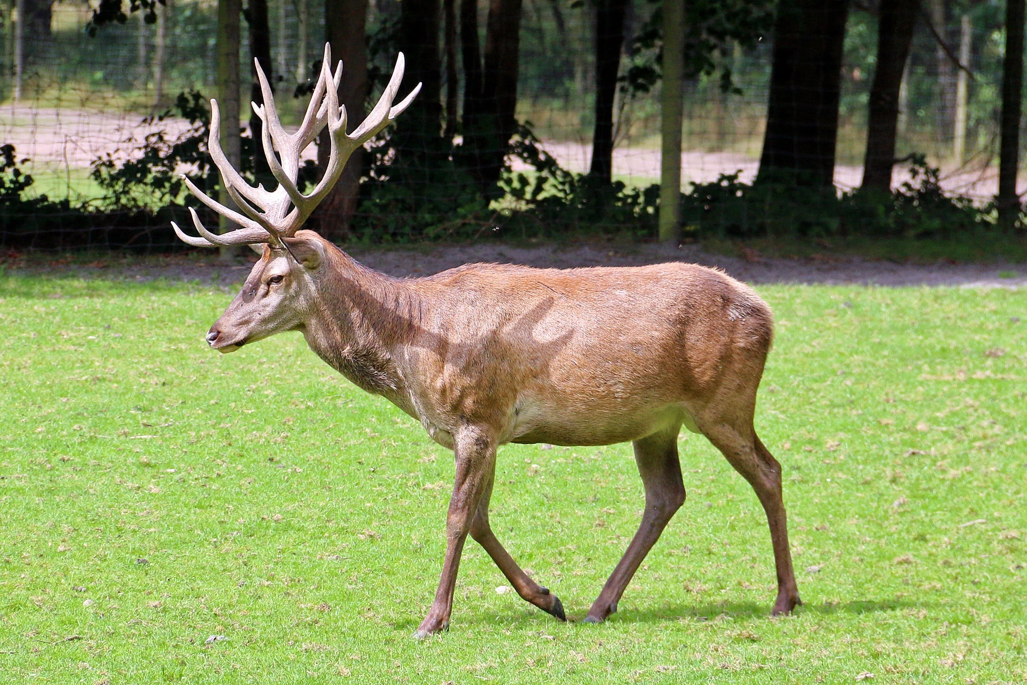 nature, reindeer, animals in the wild, deer, animal themes, tree, mammal, zoo, plant, outdoors, daytime, antler, 1080P, no people, land, animal, forest, HD Wallpaper