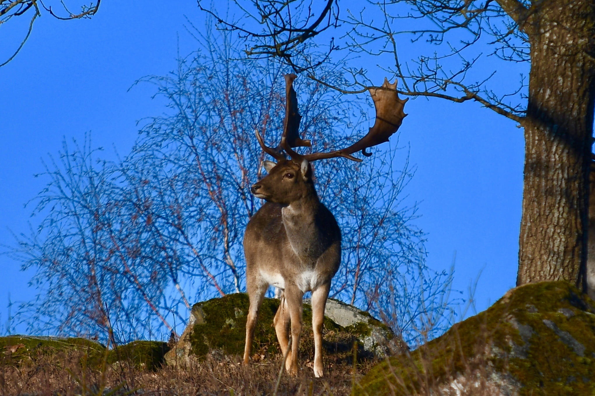 animal, animals, sky, one animal, dama dama, swedish nature, wild, animal wildlife, animals in the wild, deer, himmel, park, sweden, outdoor, beautiful, HD Wallpaper