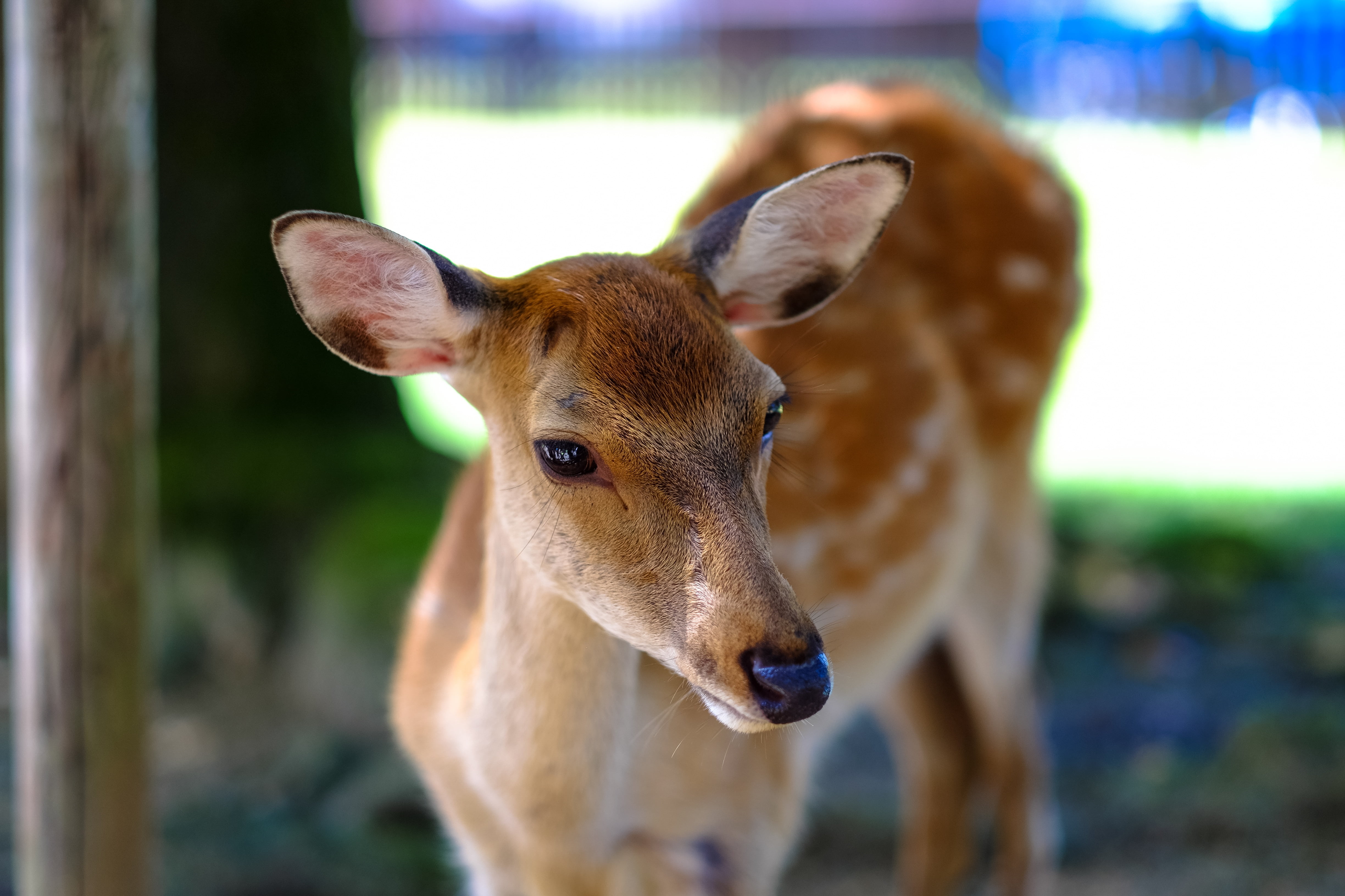 animal eye, animal, fawn, cute, animal head, nature, 4K, hoofed Mammal, zoo, no people, focus on foreground, portrait, outdoors, summer, young Animal, HD Wallpaper