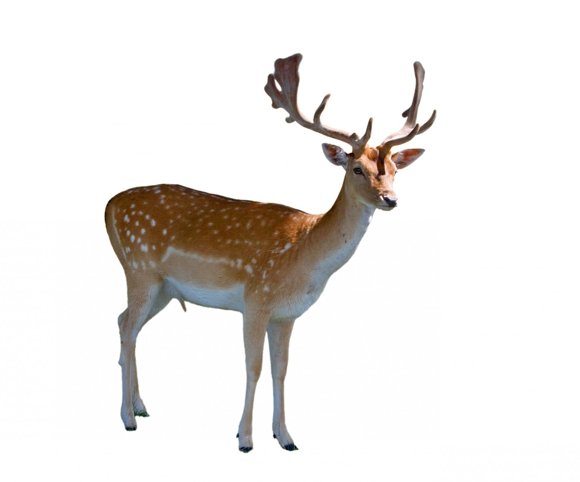 africa, nature, mammal, background, animal wildlife, animal themes, fallow, standing, antelope, 1080P, antler, fallow deer, full length, no people, one animal, HD Wallpaper