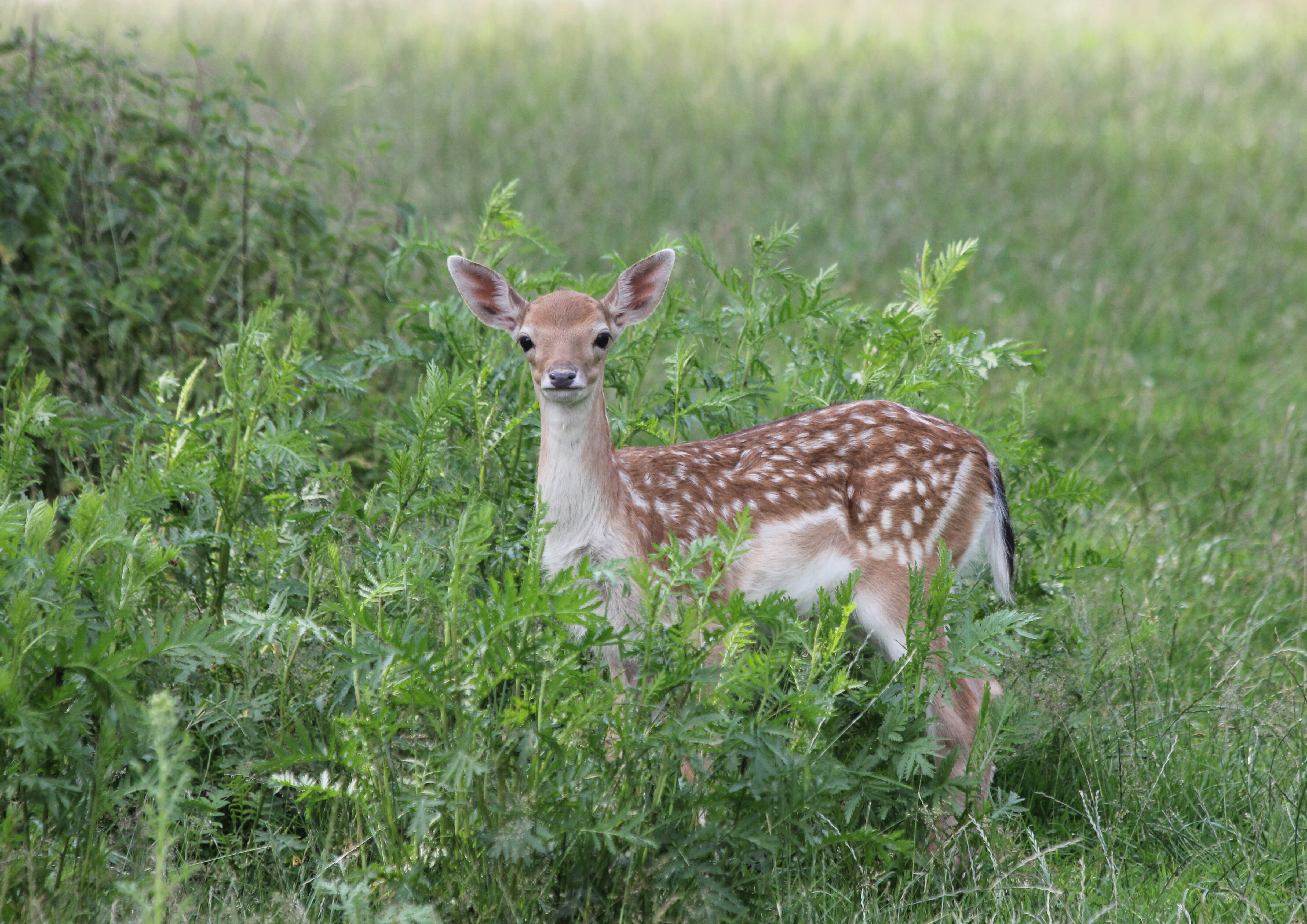 deer, day, animal themes, fawn, green color, outdoors, portrait, brown, field, one animal, nature, vertebrate, mammal, land, 4K, kitz, plant, herbivorous, HD Wallpaper