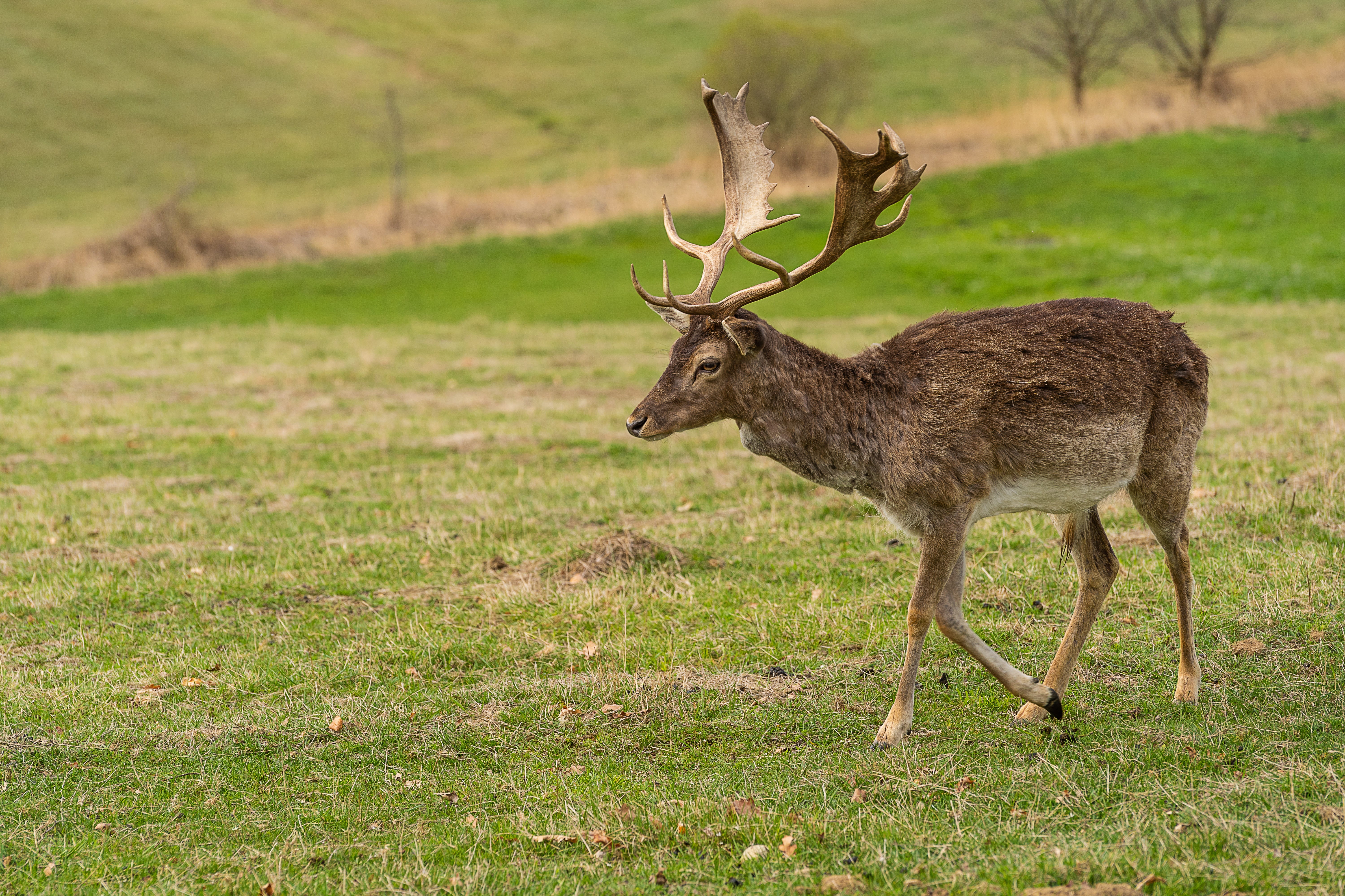 wild animal, animal portrait, field, trot, outdoors, one animal, landscape, fur, brown, male, creature, plant, standing, animal themes, deer, land, mammal, HD Wallpaper
