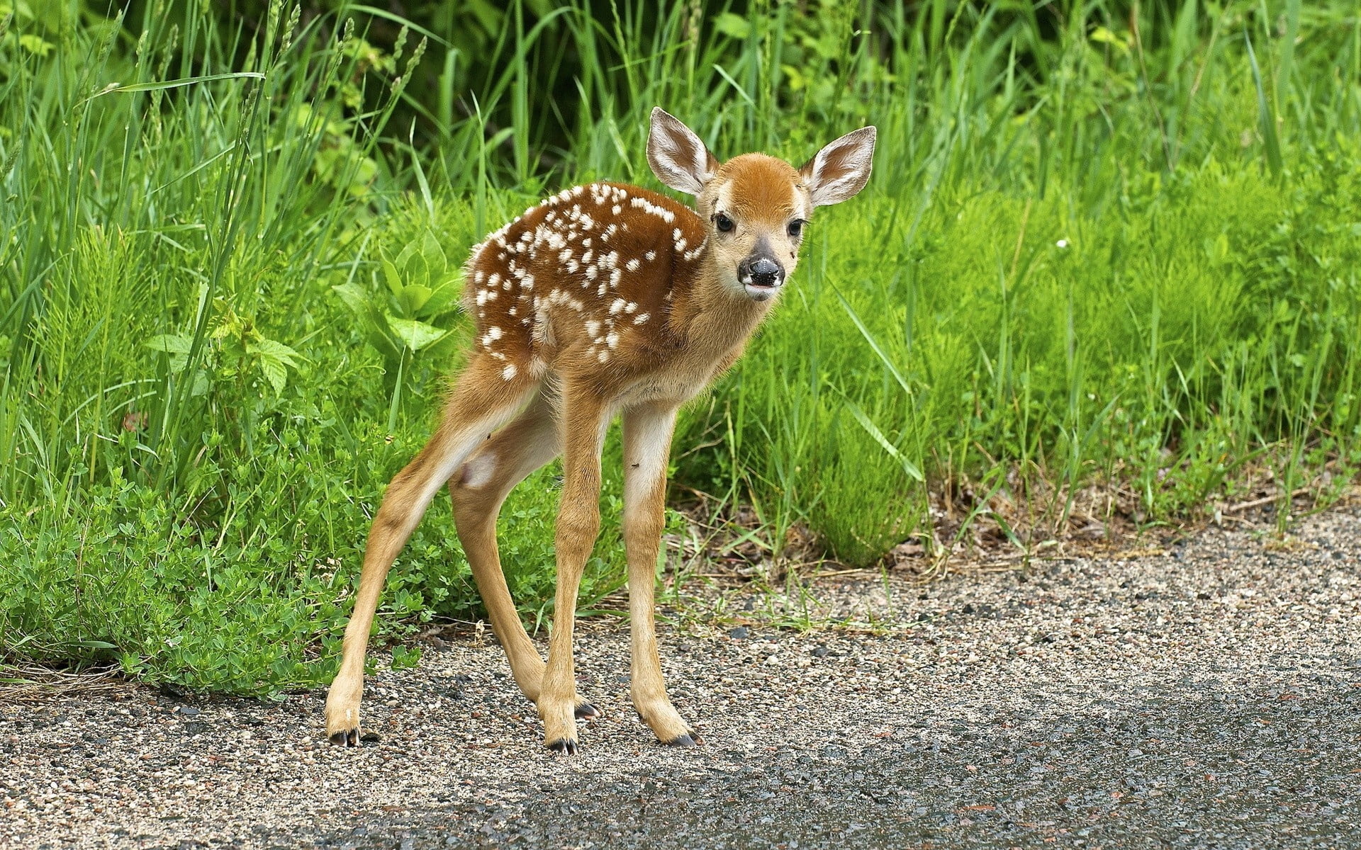 field, 1080P, animal themes, wildlife, standing, grass, animals In The Wild, looking, doe, outdoors, white, brown, fallow Deer, wilderness Area, africa, HD Wallpaper
