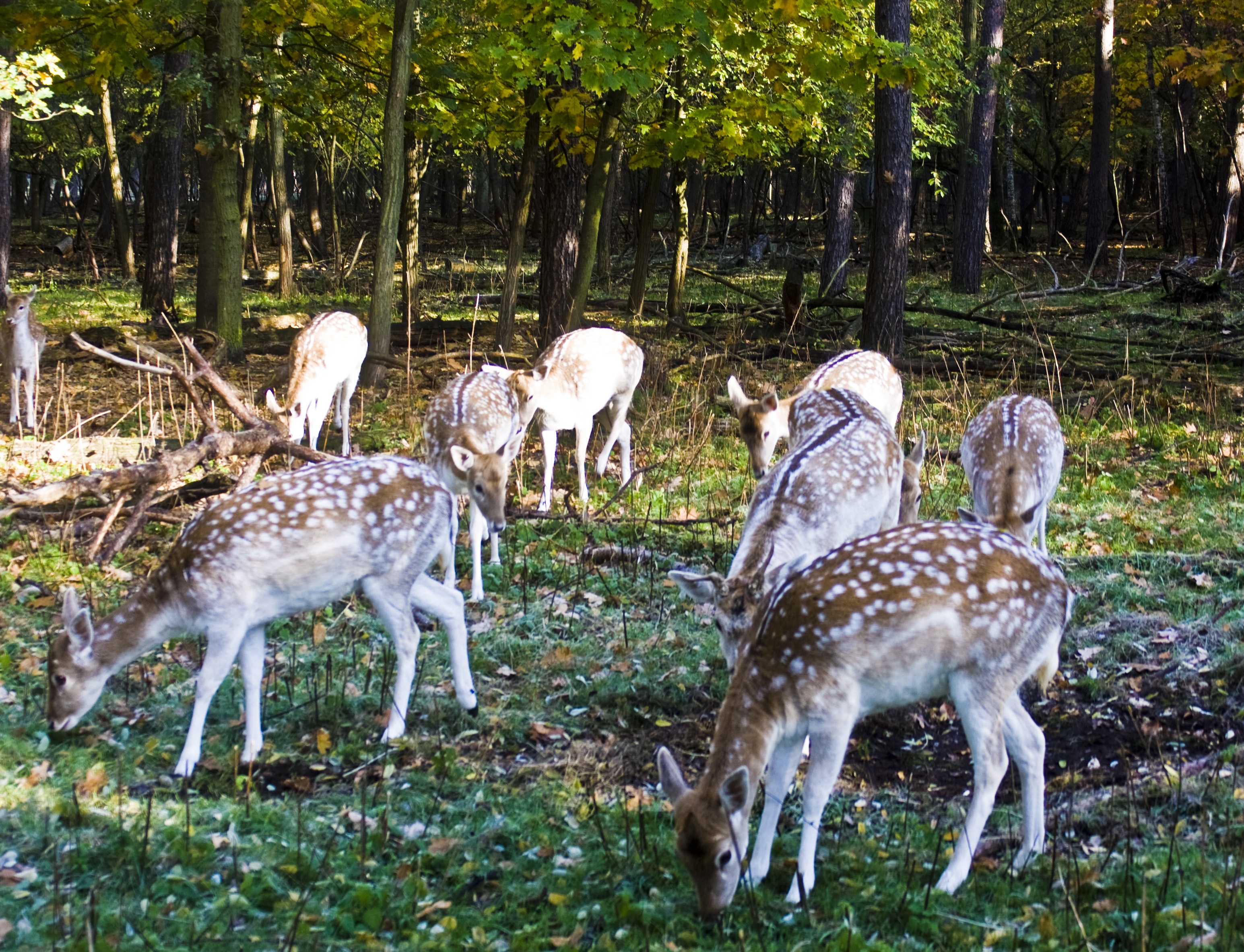 spotted, forest, no people, fawn, growth, mammal, plant, field, graze, tree, animal wildlife, group, herbivorous, flock, 2K, herd, vertebrate, animals in the wild, HD Wallpaper