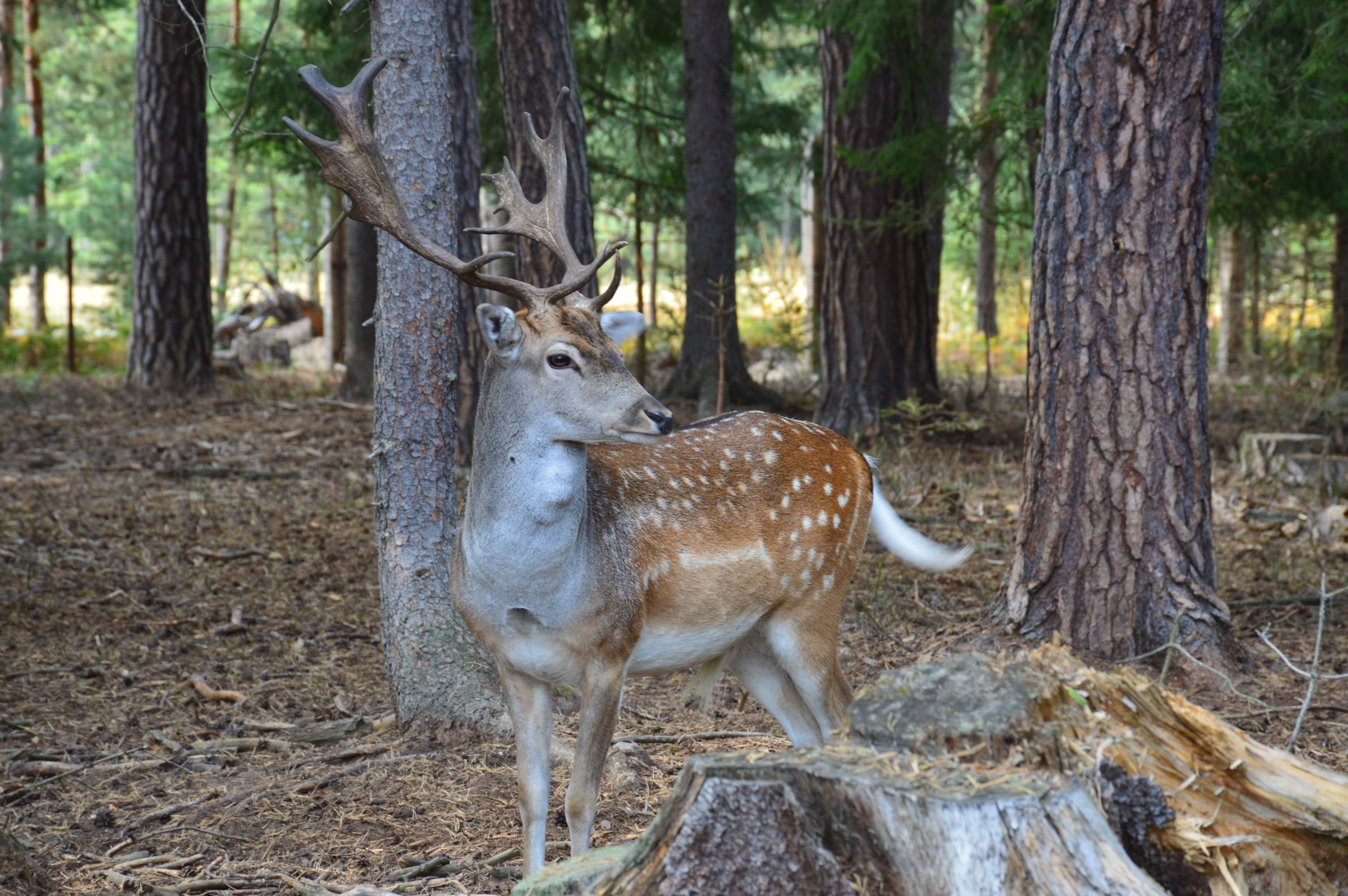 tree trunk, woodland, day, land, forest, mammal, nature, herbivorous, fallow deer spotted, deer, plant, field, antlers, vertebrate, male, wild, trees, one animal, HD Wallpaper