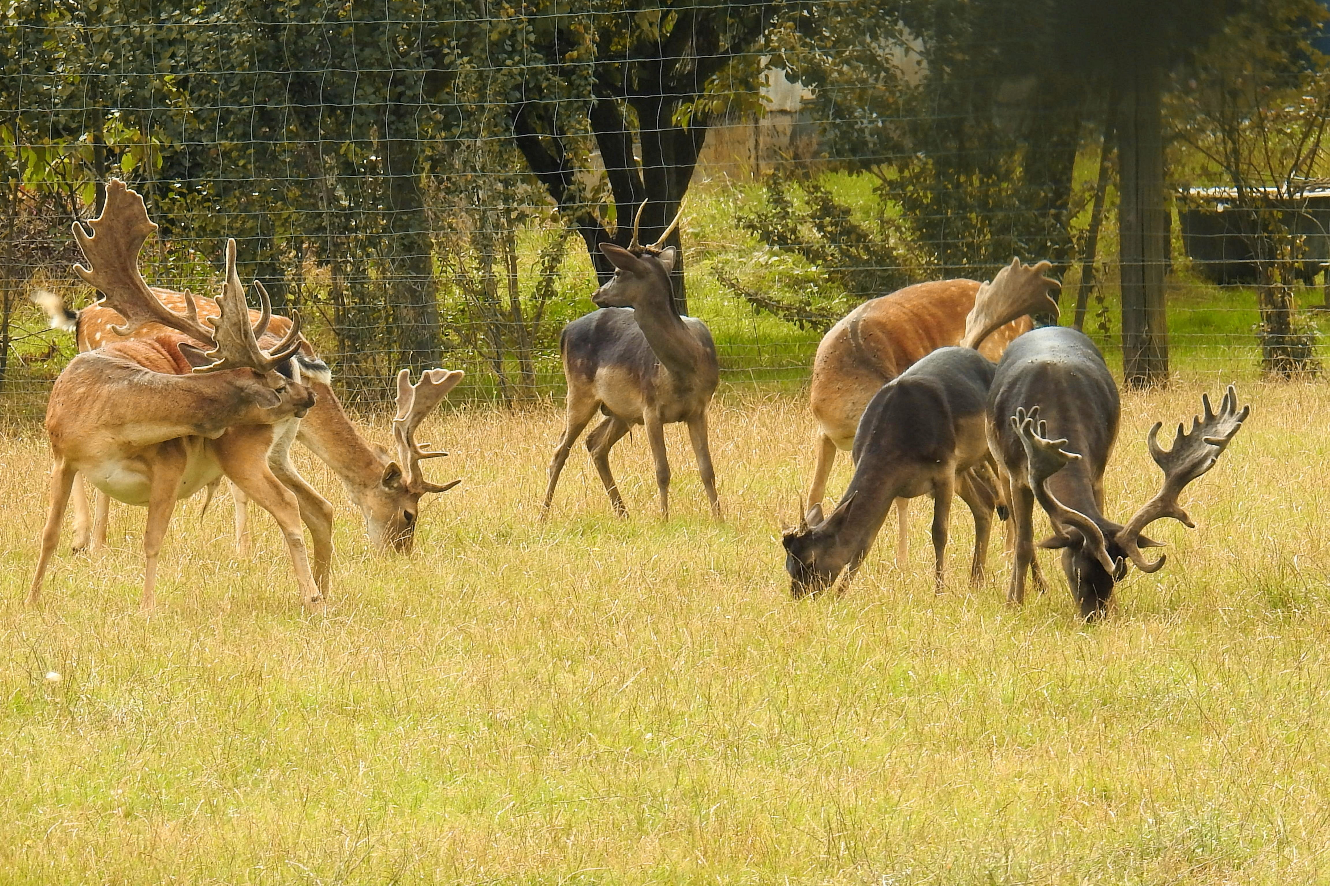 no people, deer, stag, field, domestic animals, land, plant, mammal, animal, animal themes, deer park, medium group of animals, day, outdoors, group of animals, HD Wallpaper