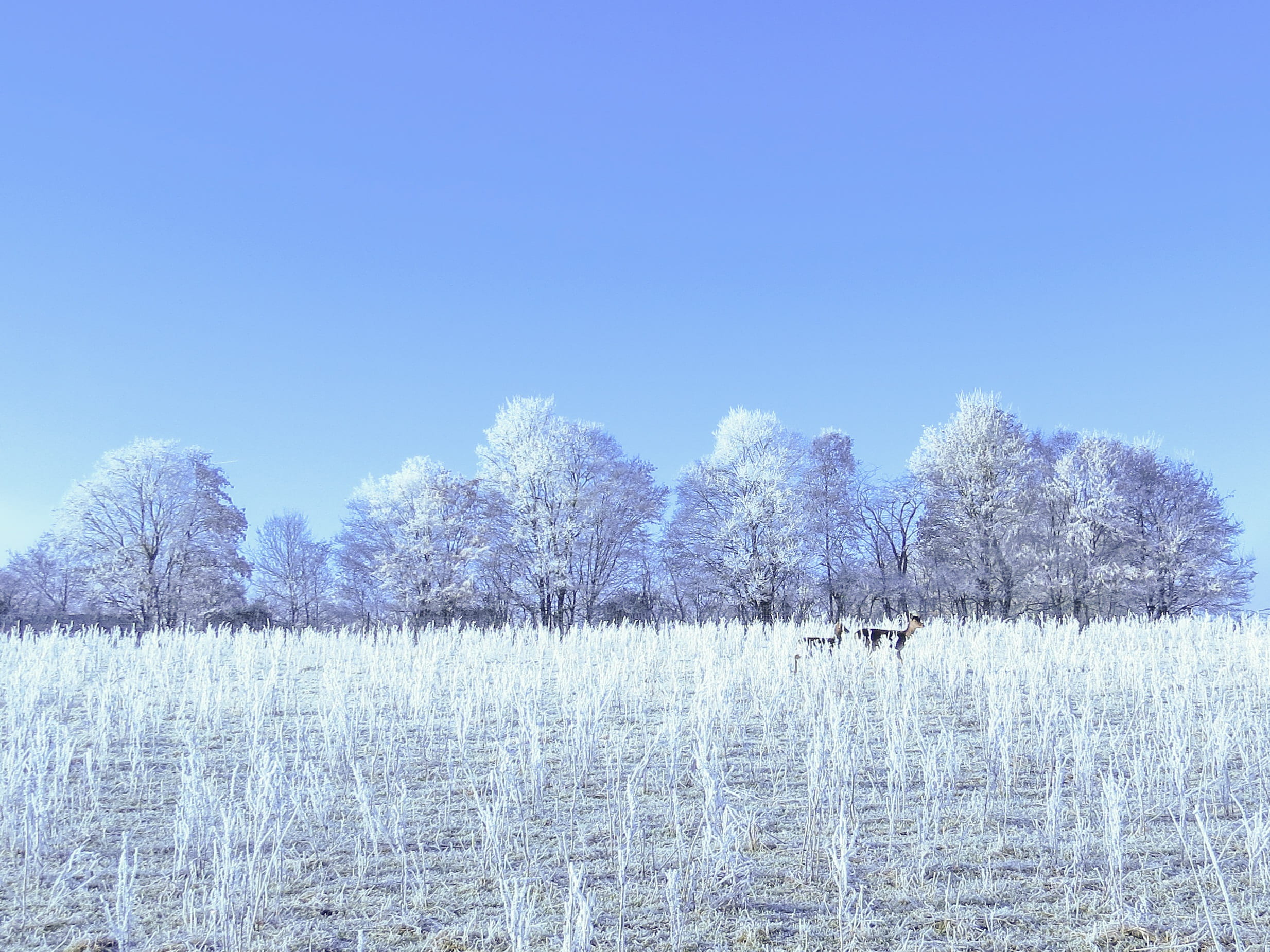 fir tree, tree, nice weather, beauty in nature, frozen, winter idyll, white color, ice, tranquility, environment, winter, nature, deer, hoarfrost, plant, HD Wallpaper