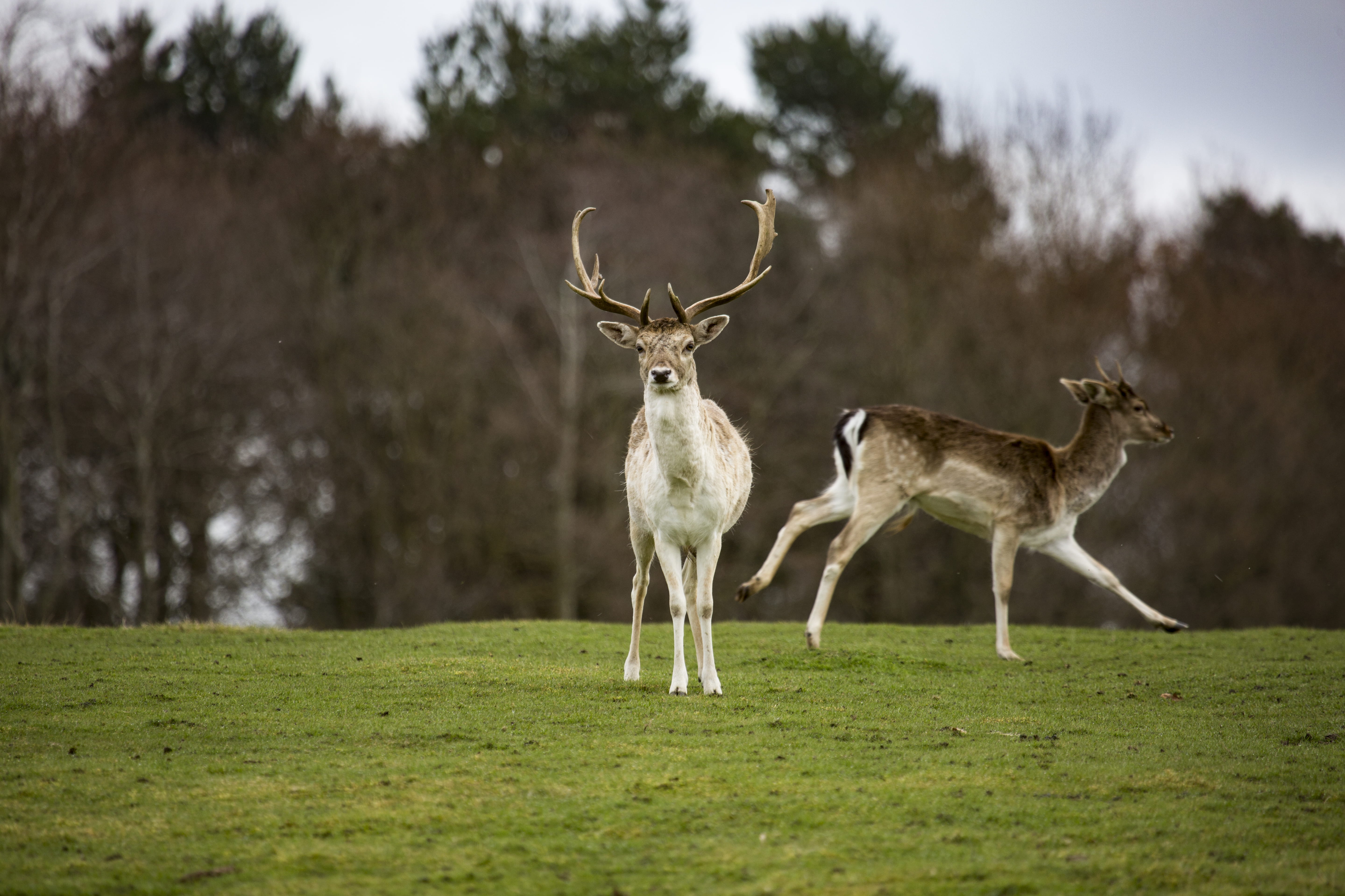comedy wildlife photography, herbivorous, group of animals, animals in the wild, 5K, animal wildlife, animal themes, green, outdoors, standing, deer, field, HD Wallpaper