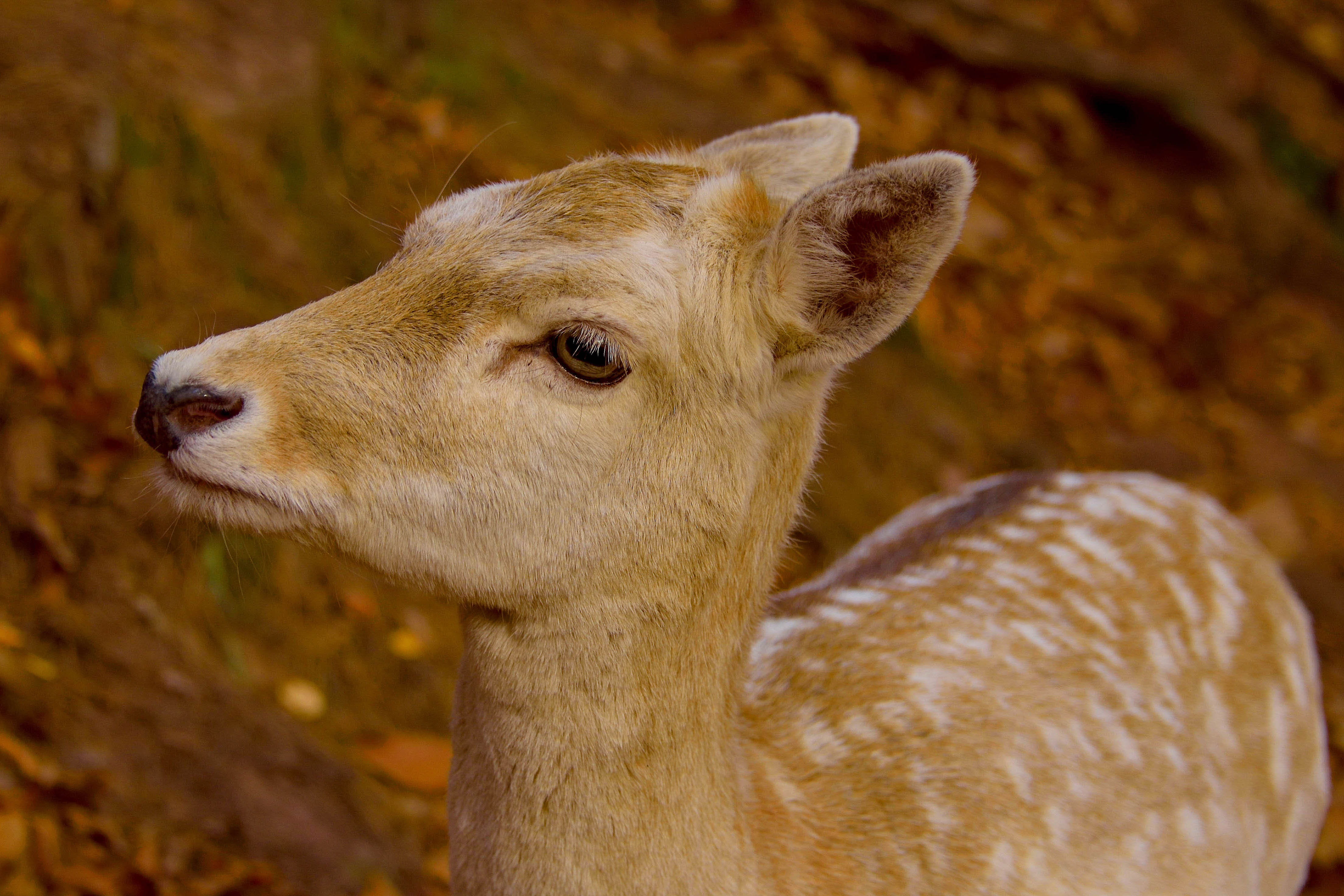 mammal, one animal, day, 4K, outdoors, wild, looking, cute, close-up, nature, pets, wild u, autumn mood, animal, fawn, rest, relaxation, autumn, attention, HD Wallpaper