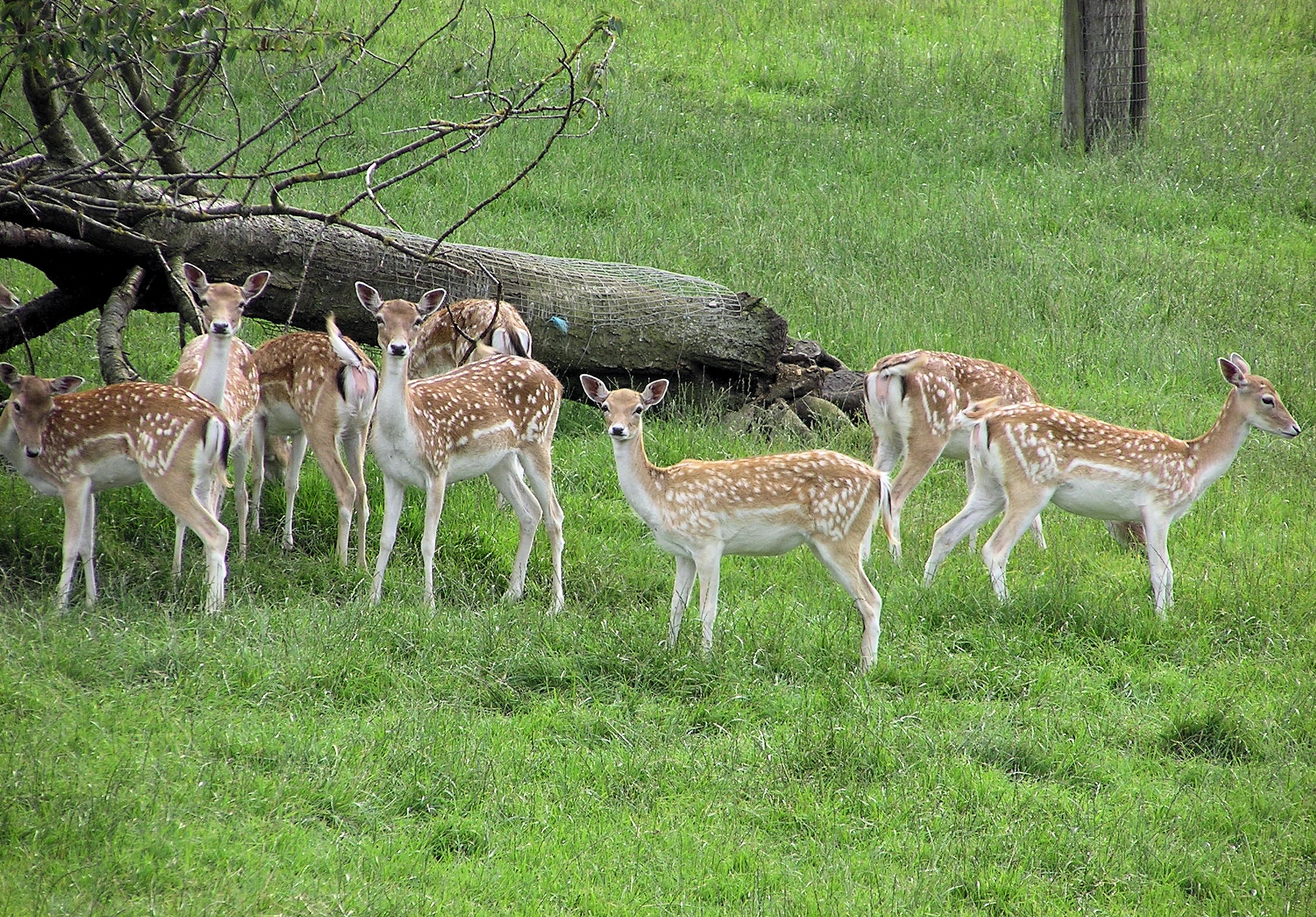 group of animals, deer, plant, park, mammal, 1080P, animal themes, females, herbivorous, domestic animals, green color, fallow deer, animal wildlife, vertebrate, HD Wallpaper