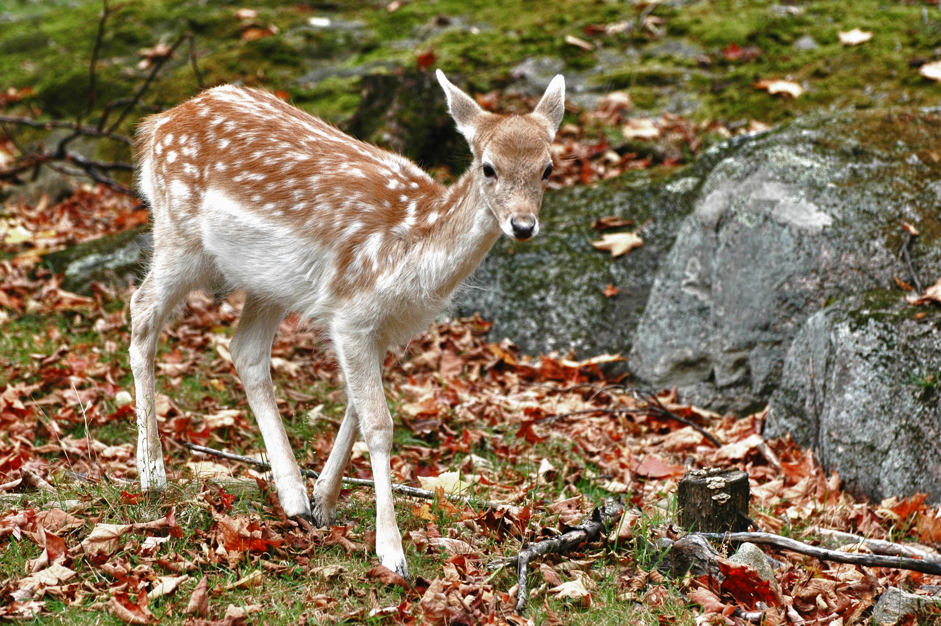 fawn, animal wildlife, deer, forest, plant, one animal, animals in the wild, white, grass, walking, near, rocks, full length, doe, side view, day, land, HD Wallpaper