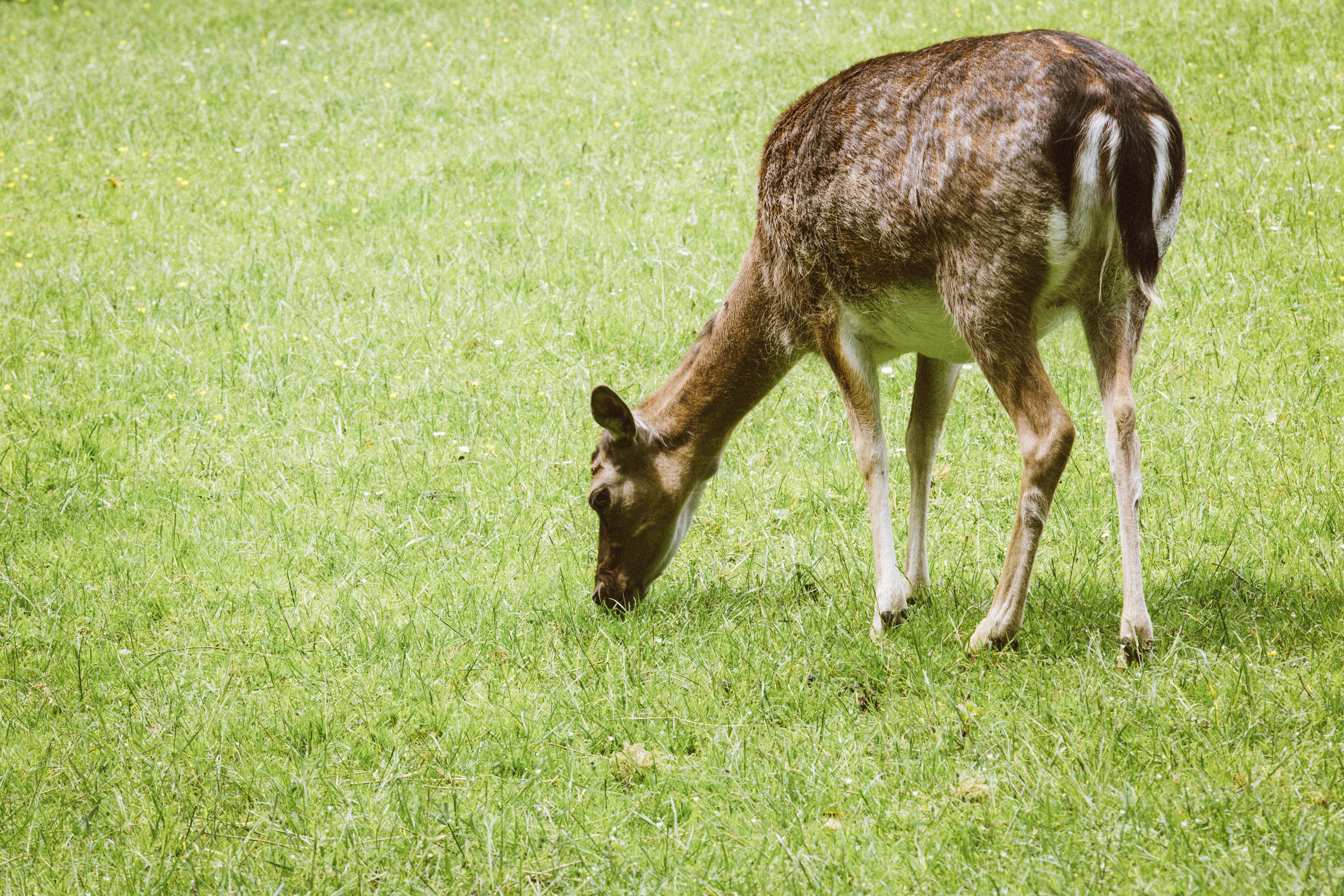 green color, outdoors, deer park, plant, pegnitz, livestock, land, nature park, animals, vertebrate, animal wildlife, geo top, nature, animal themes, franconian switzerland, HD Wallpaper