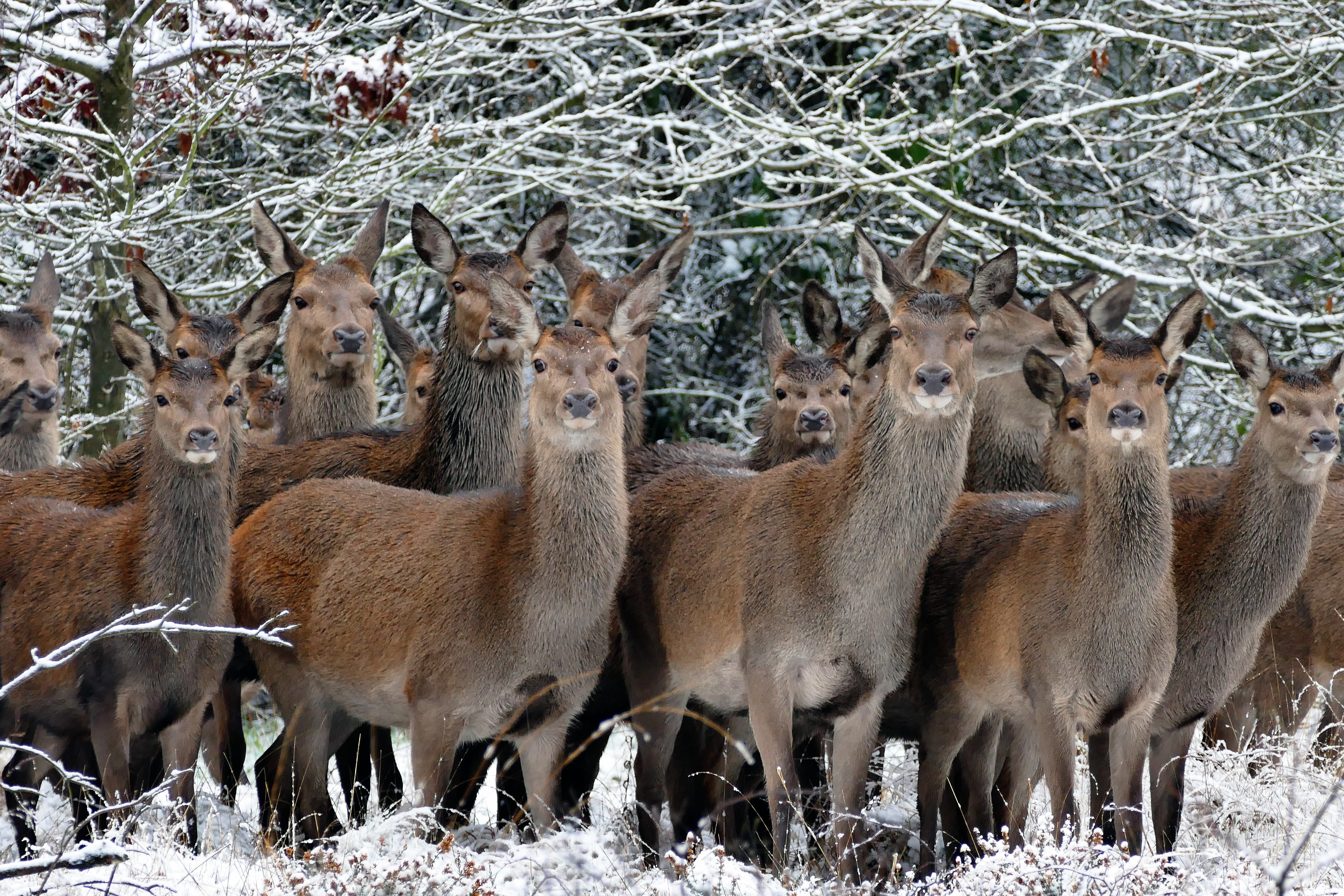 forest, scenic, scenery, snow, wild animals, 5K, wild, llama, vertebrate, countryside, landscape, mammal, domestic animals, european, large group of animals, HD Wallpaper