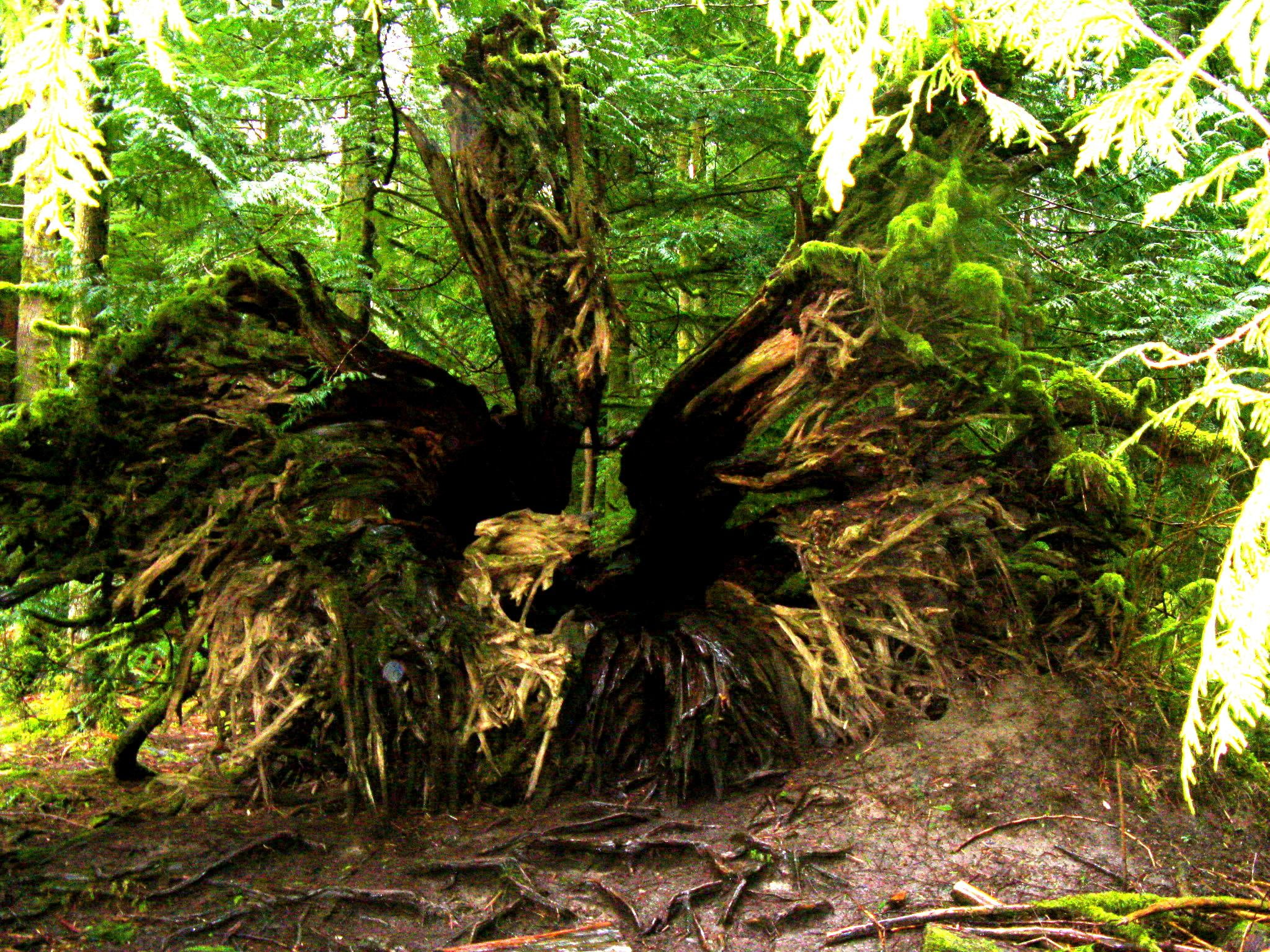 vancouver, trail, outdoor, clouds, columbia, view, river, mountain, moss, rain, lake, british columbia, 1080P, british, isl, bark, path, rainforest, HD Wallpaper