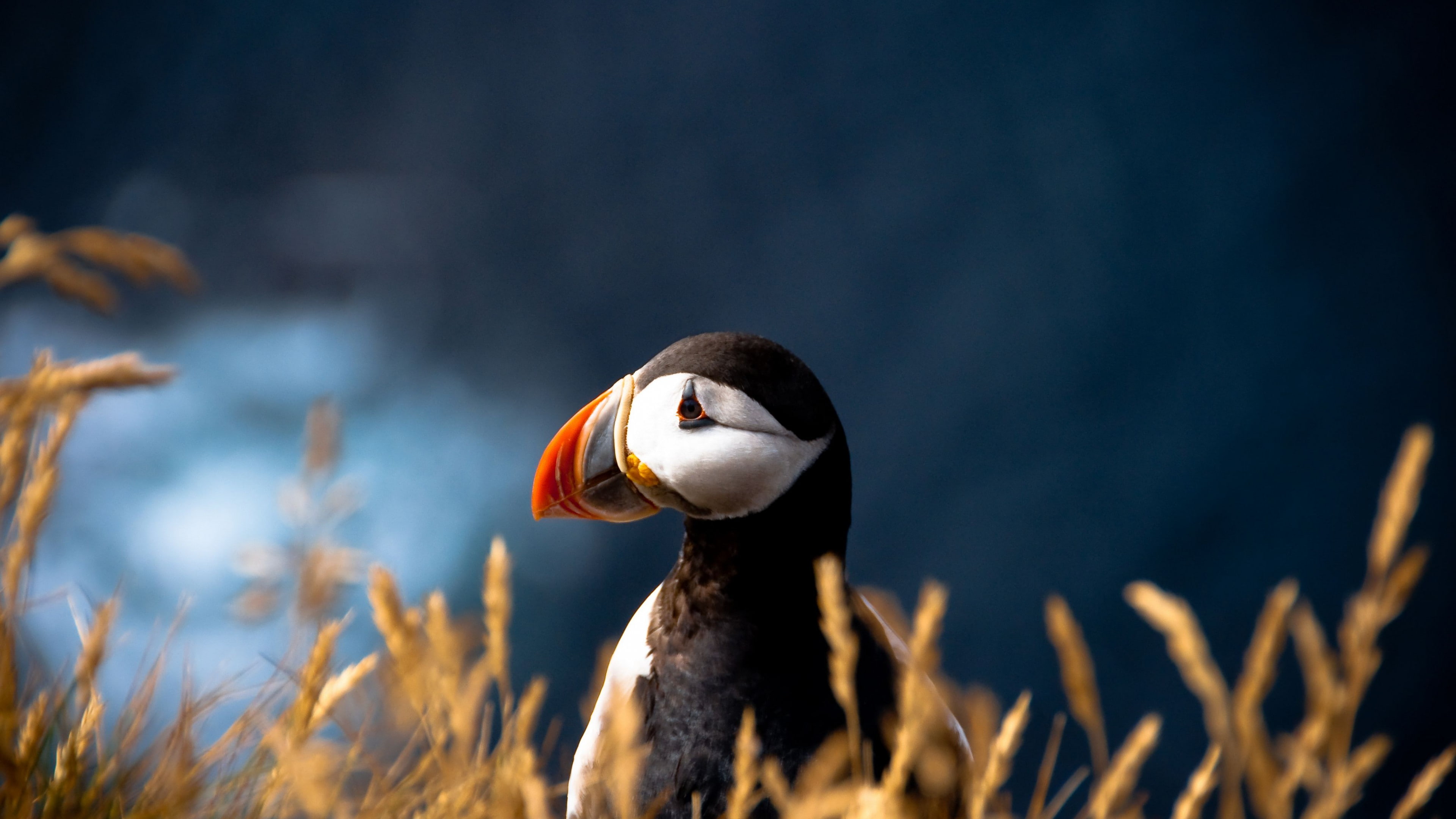 5k, bird, nature, 4K, Atlantic puffin, animal, colorful, British Isles, Atlantic Ocean, HD Wallpaper