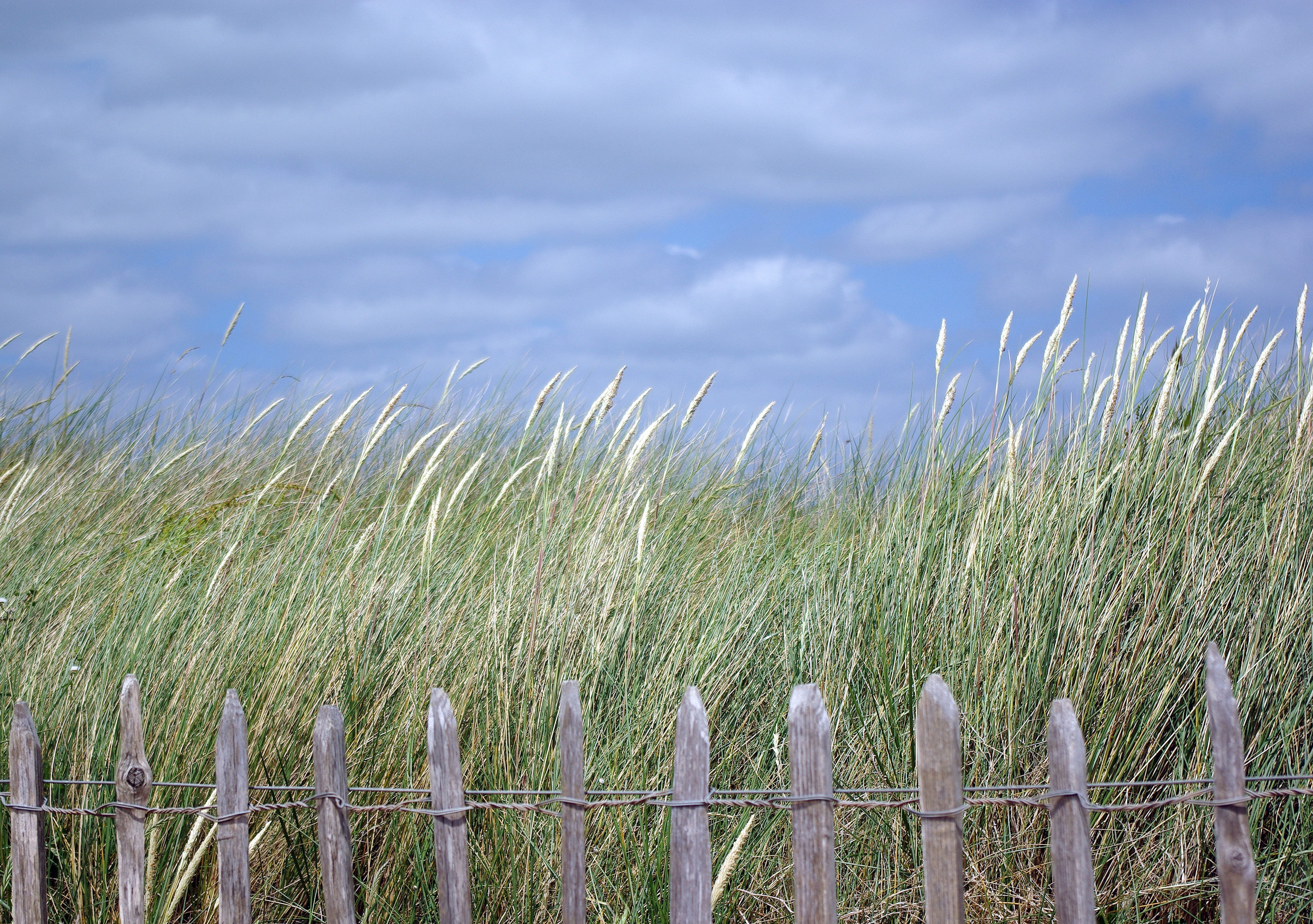 field, devon, wave, no people, cloud, exmouth, day, security, landscape, rural, fence, nature, scene, seaside, tide, sea, cloud - sky, natural, devonshire, HD Wallpaper
