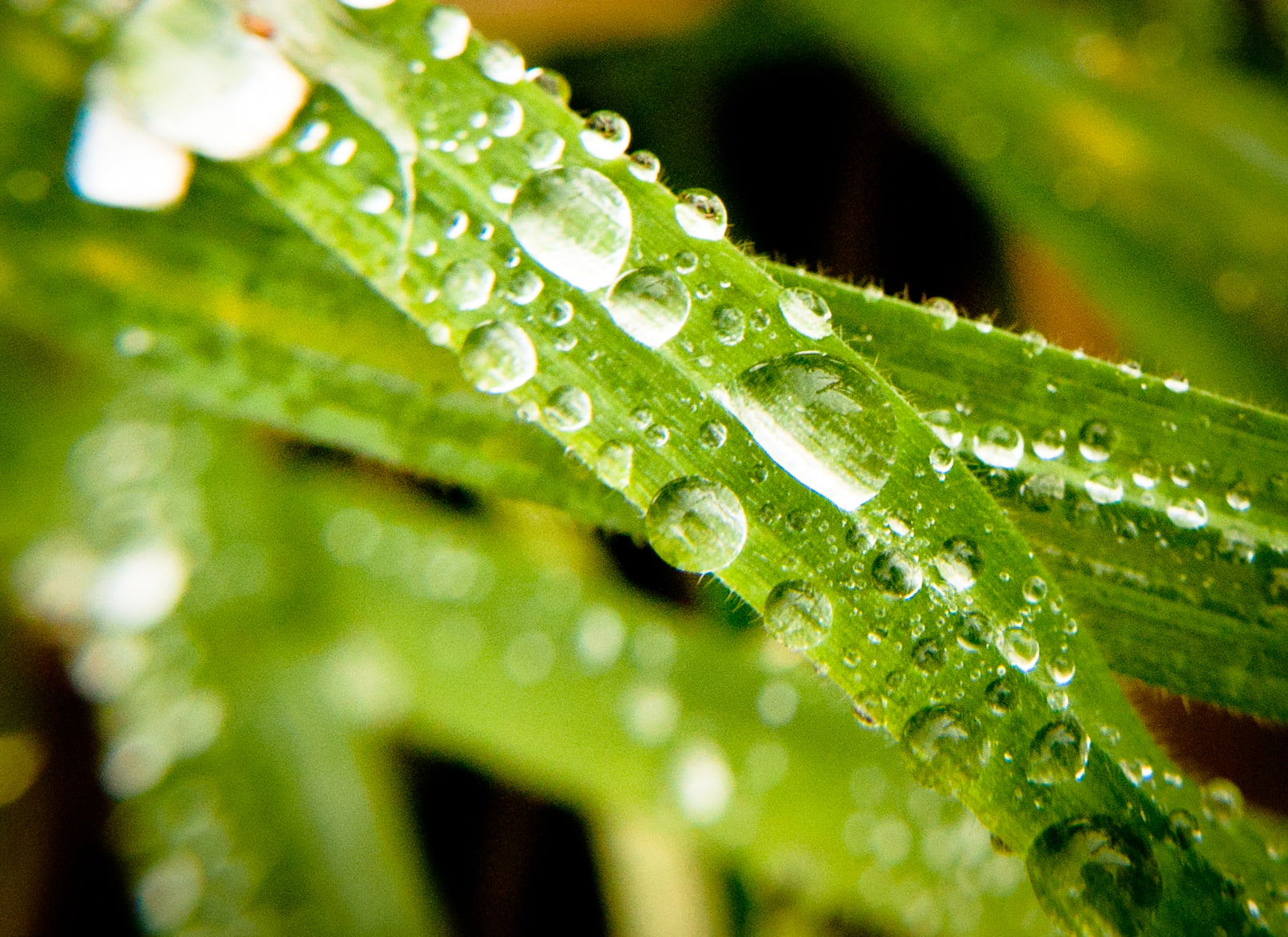 summer, nature, freshness, backgrounds, drop, water droplet, close-up, droplet, macro, Canon, shot, micro, leaf, dew, water, photography, plant, Leicestershire, HD Wallpaper