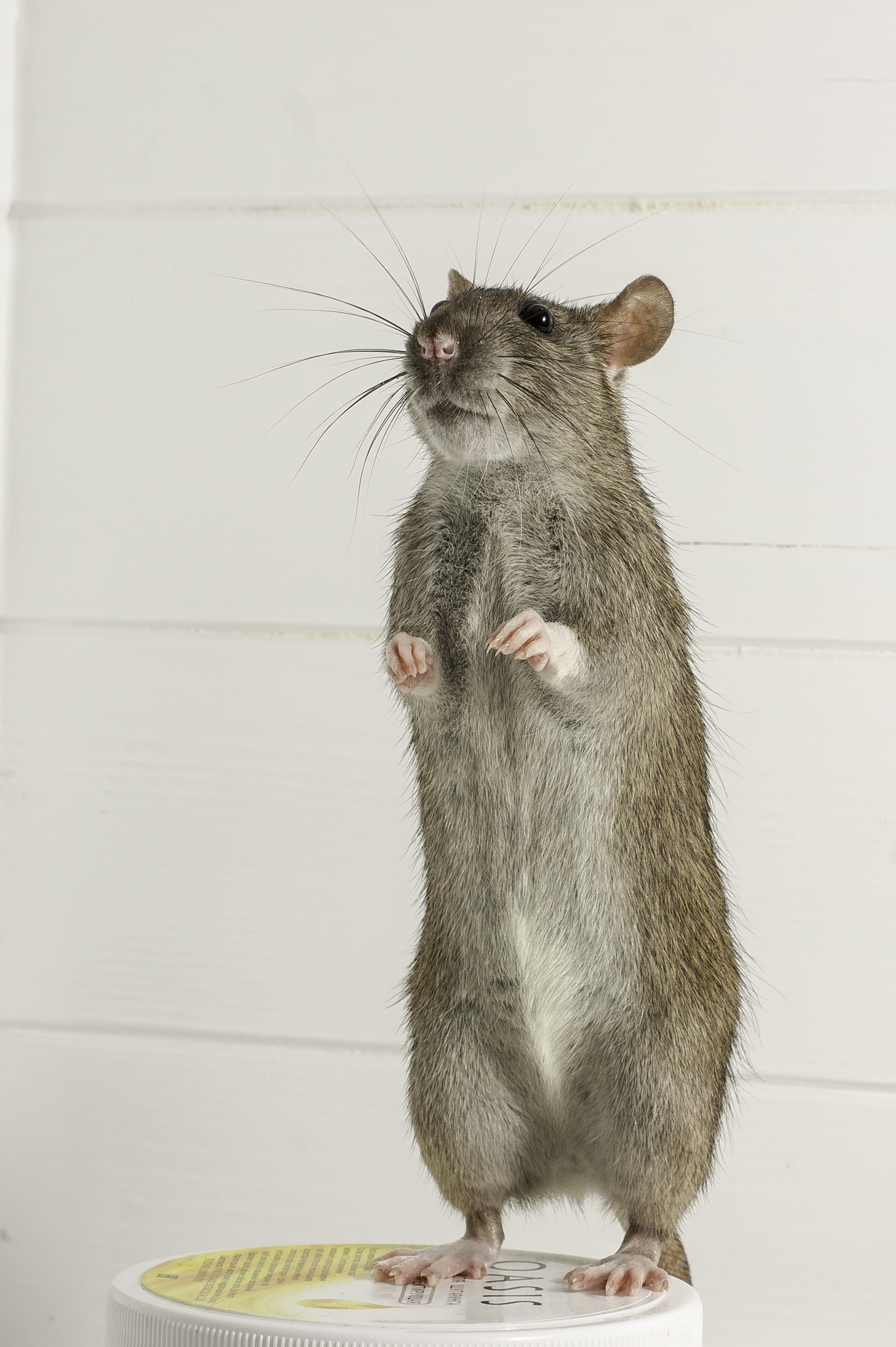 domestic, paw, mouse, cute, animals, animal themes, vertebrate, mammal, mammals, feline, whisker, 2K, pets, rat, little, animal, grey, animal wildlife, Phone HD Wallpaper