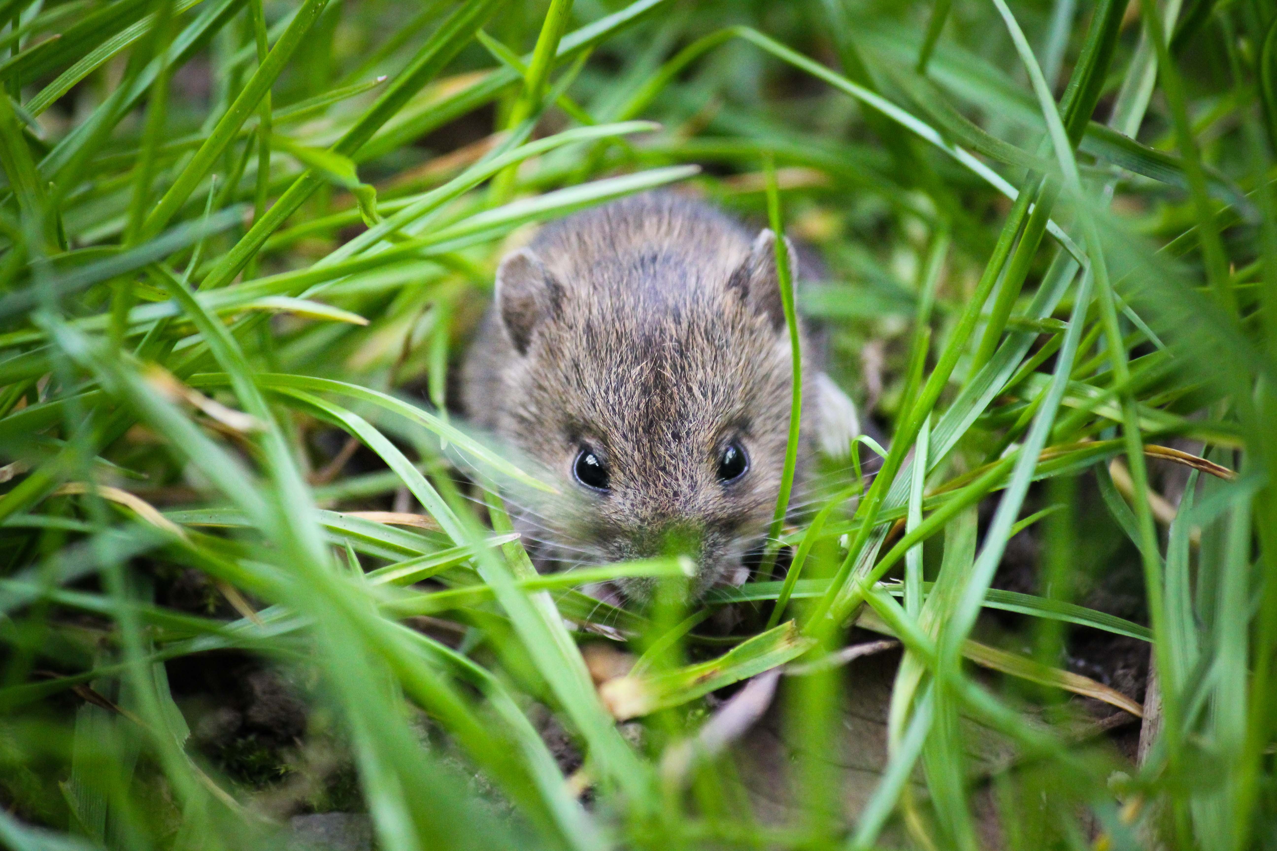 small animal, whisker, mammal, animal, wild, life, grass, cute, selective focus, living, garden, looking at camera, portrait, hiding, animal photography, HD Wallpaper