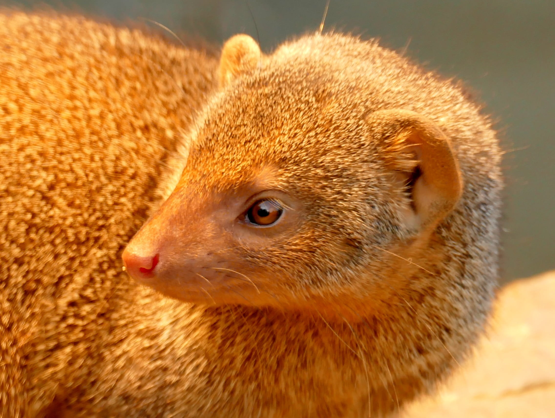 animal, zwergmanguste, animal eye, one animal, zoo, vertebrate, cute, ausschau, nature, mongoose, animal head, 1080P, animal wildlife, selective focus, HD Wallpaper