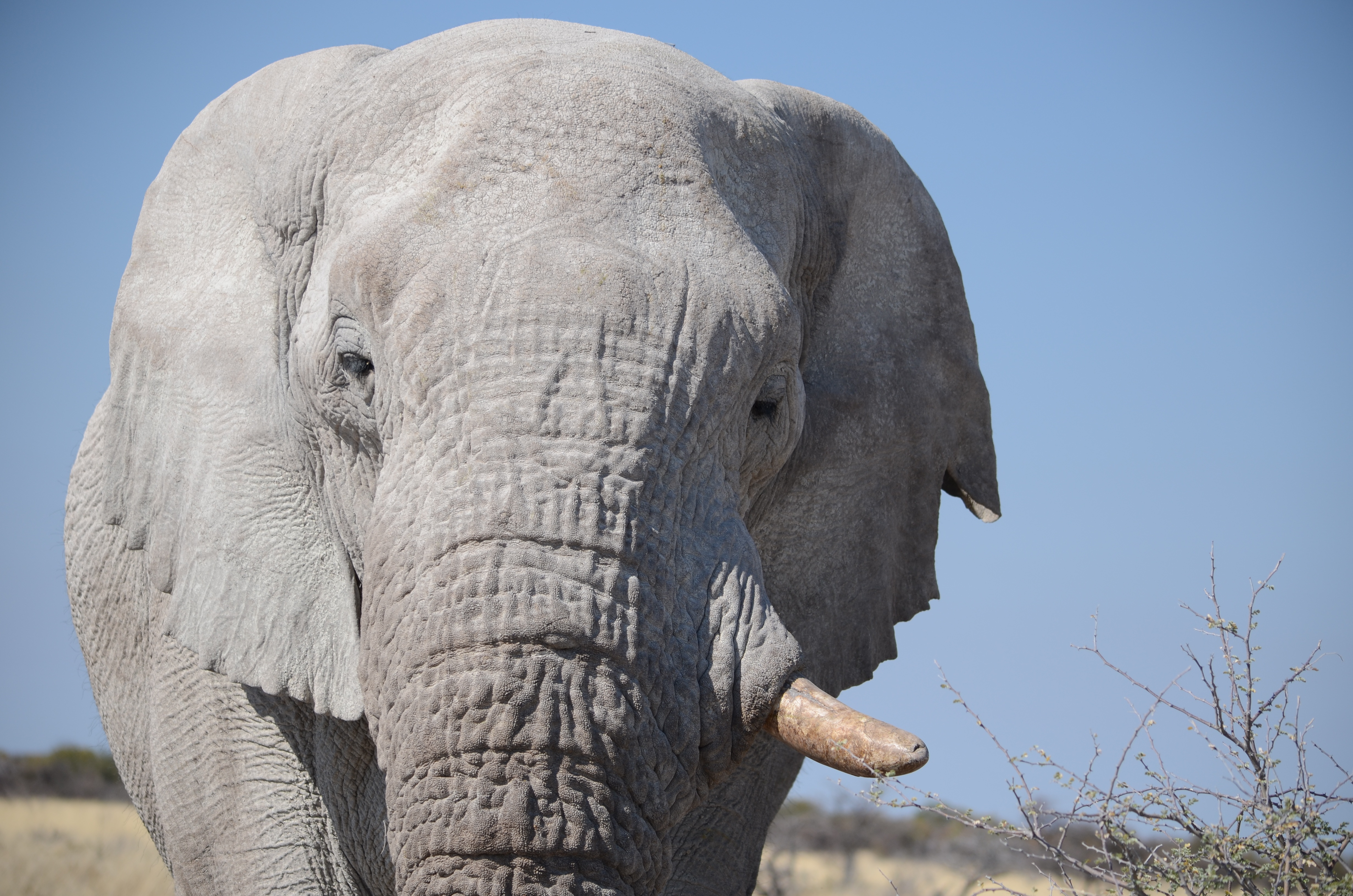 nature, animal trunk, 4K, one animal, sun, wild animal, tusk, threatened, grey, live, etosha, africa, dream, no people, mammal, clear sky, animal wildlife, HD Wallpaper