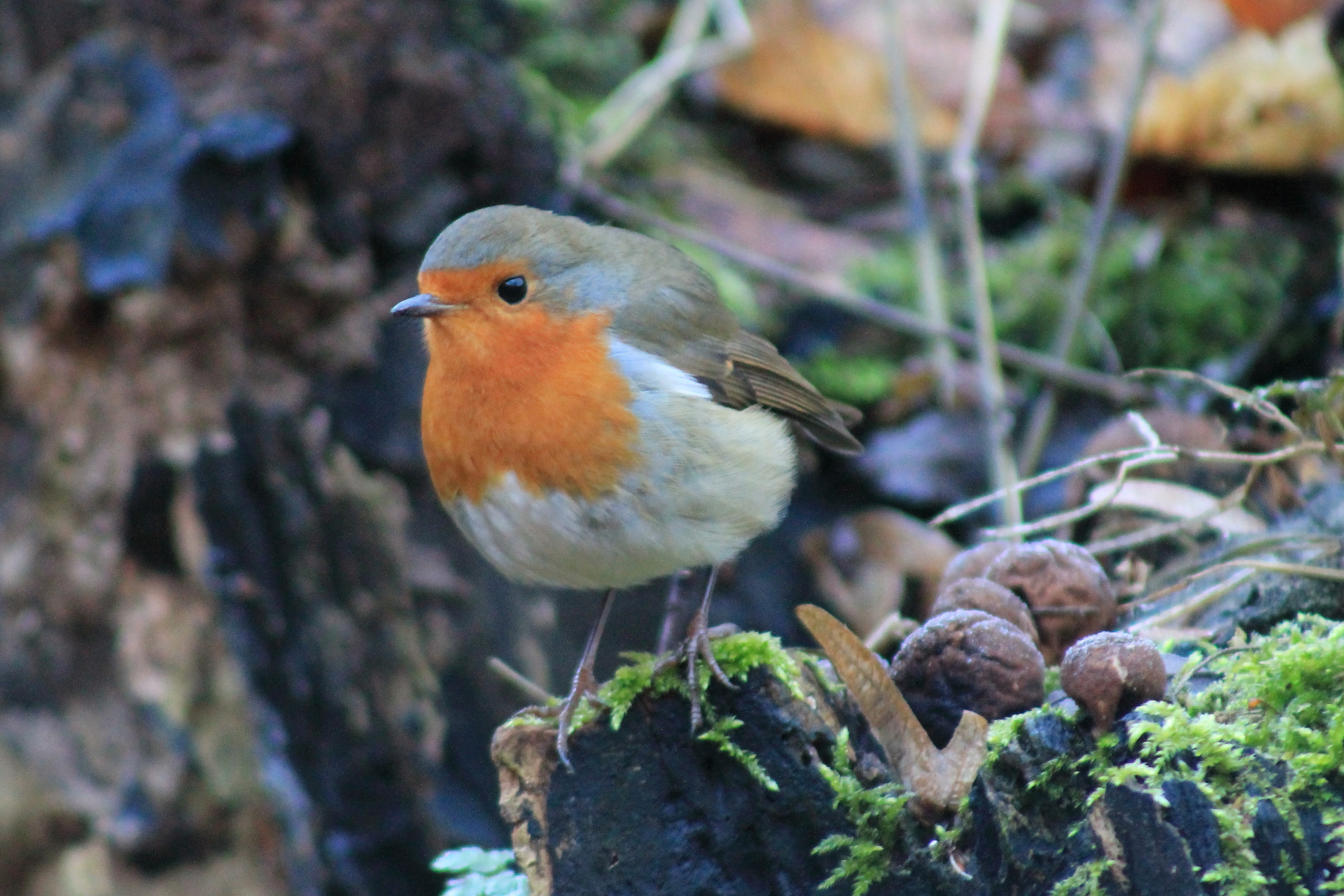 walk, bill, flying, red, full length, creature, animal wildlife, robin, cute, live, colorful, sweet, animals in the wild, close up, knuffig, beautiful, HD Wallpaper