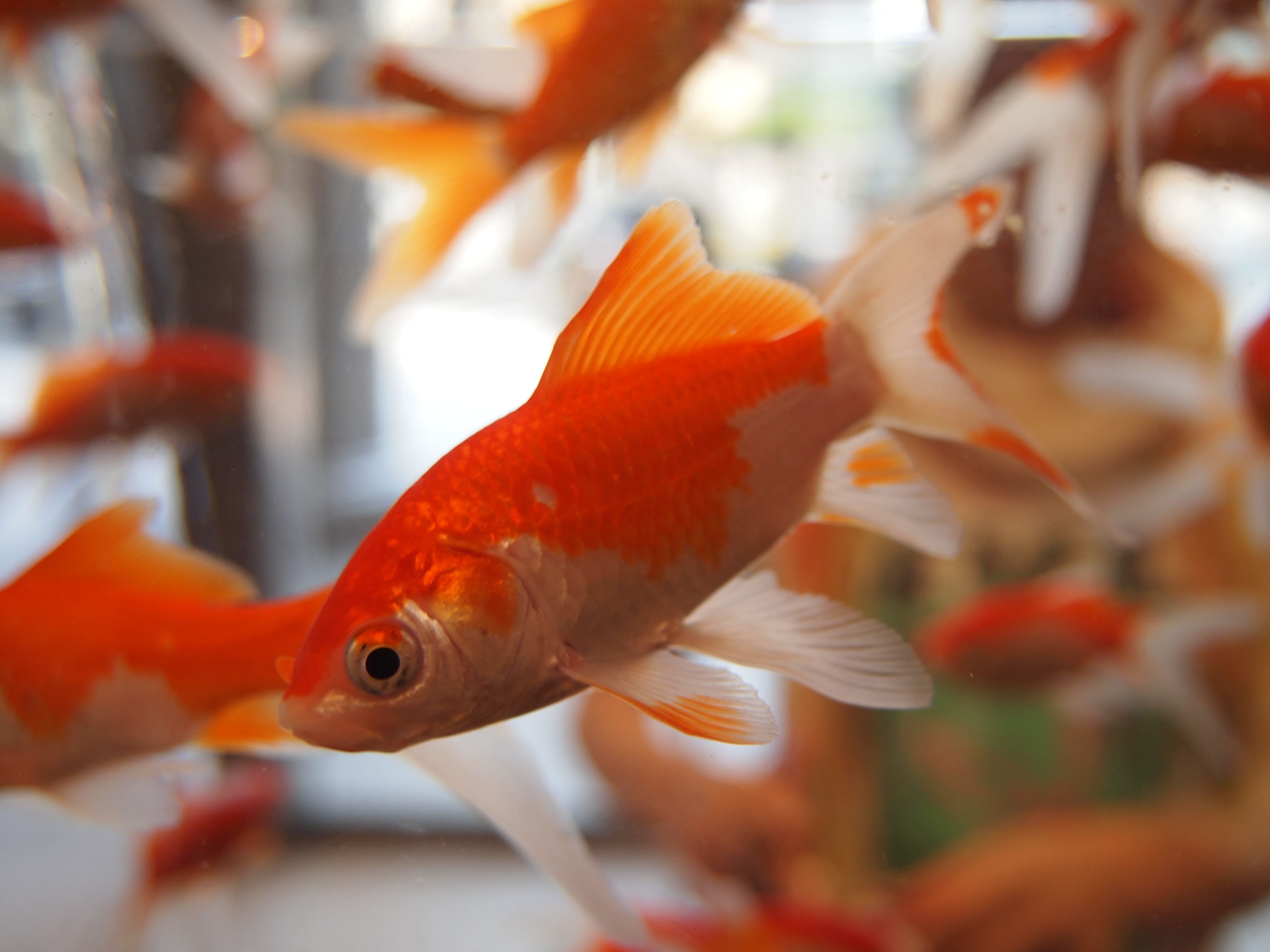 gold, 4K, liquid, freshwater, animal, scale, bright, glass, sea life, fins, home, white, tank, motion, fish, animal themes, gill, tropical, environment, HD Wallpaper