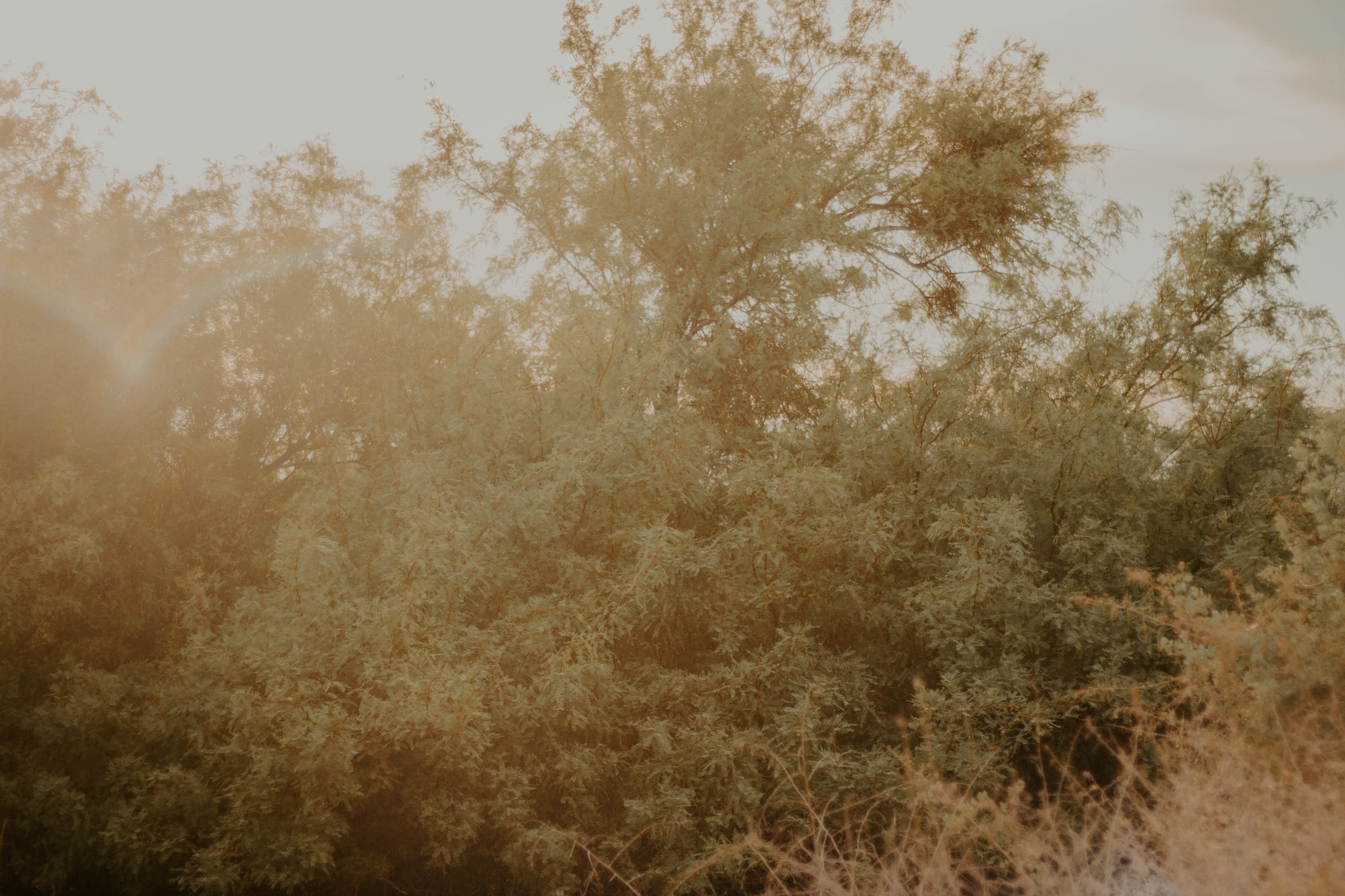 flare, branch, foliage, backgrounds, life, tranquil scene, creature, photo, scenics - nature, las vegas, non-urban scene, lake, outside, 5K, day, wash, HD Wallpaper