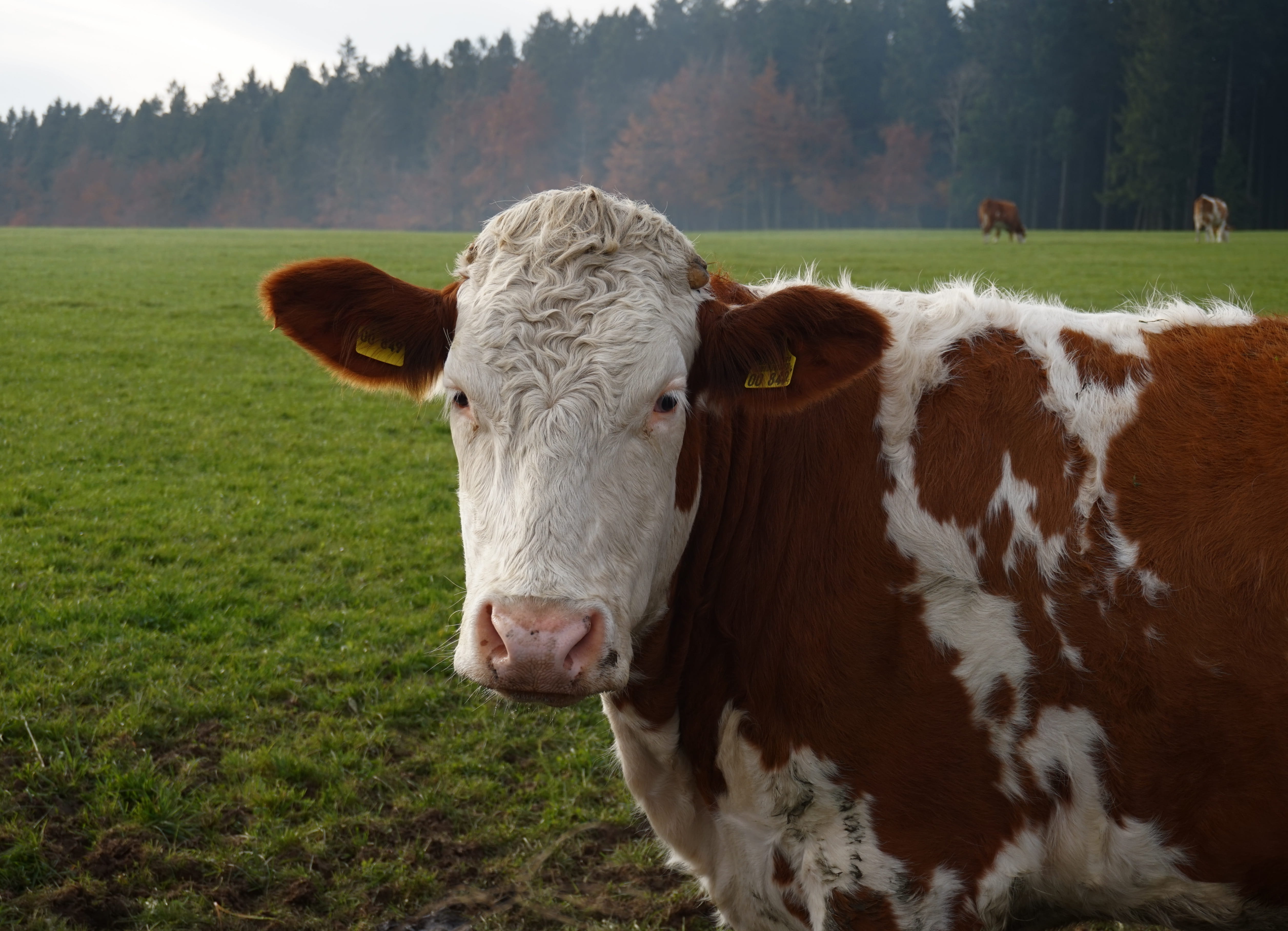 fir, domestic animals, face, green, domestic cattle, pets, mammal, herbivorous, plant, animal head, animal themes, nature, land, autumn, Pasture, one animal, HD Wallpaper