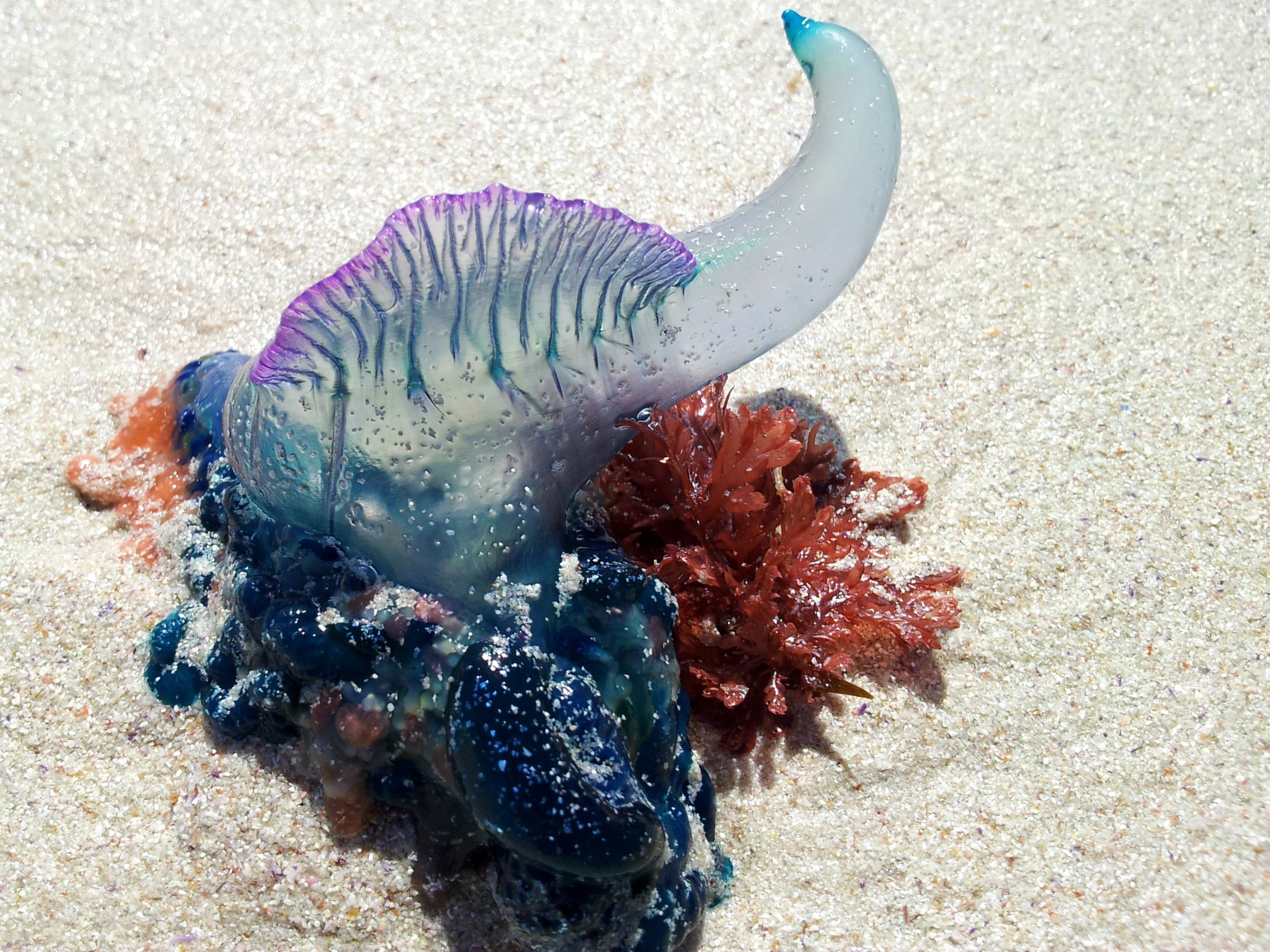 1080P, land, ocean, high angle view, blue glass, sand, sea Life, living creature, one animal, sea, portuguese man o war, animals in the wild, sea-life, HD Wallpaper