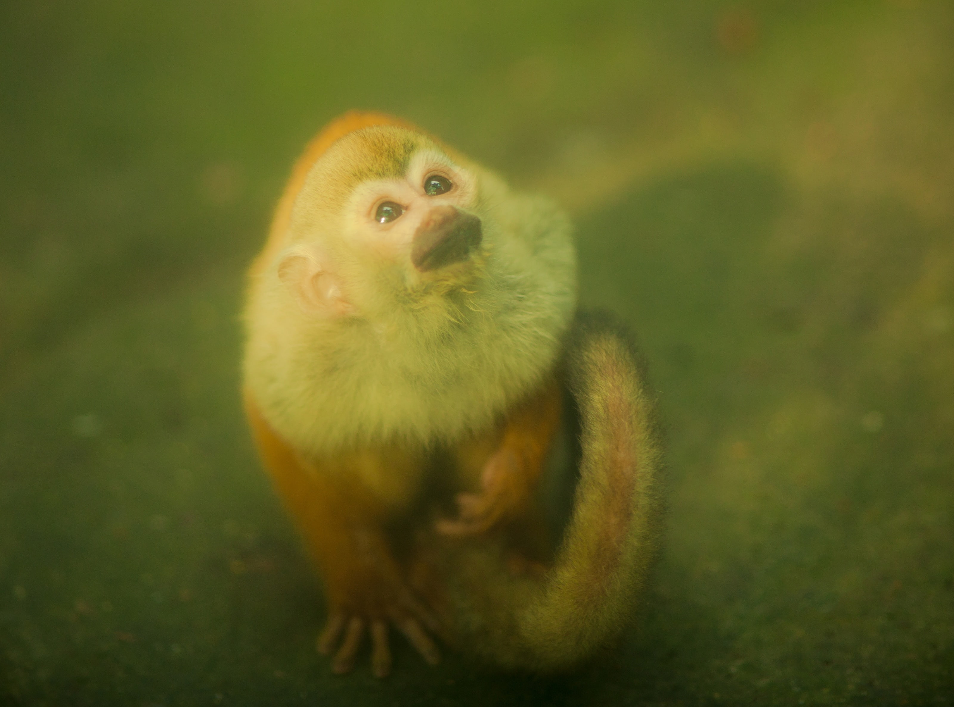primate, no people, canon, focus on foreground, animals in the wild, animal themes, one animal, Greenish, close-up, looking, domestic, Monkey, 2K, Park, HD Wallpaper