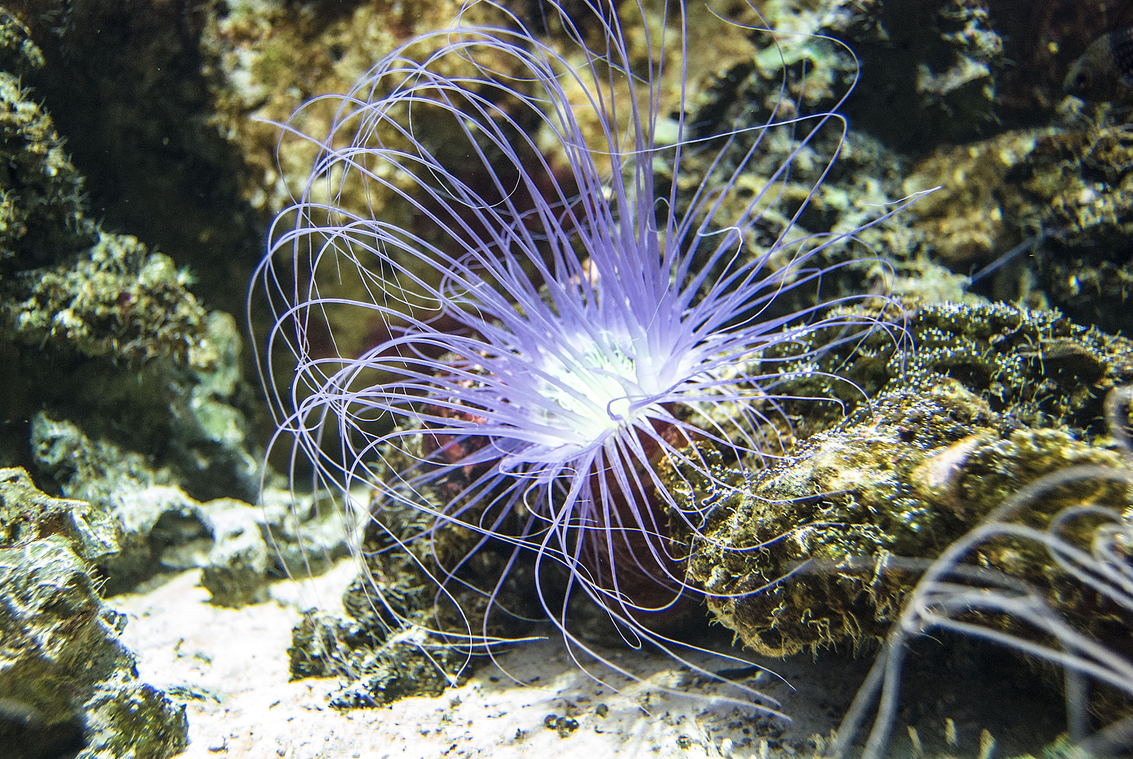 outdoors, one animal, nature, vertebrate, swim, water, live, animal themes, ocean, underwater, aquarium, animals in the wild, beauty in nature, undersea, HD Wallpaper