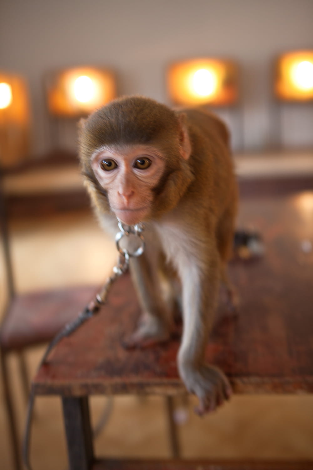 ape, table, 720P, looking at camera, mammal, portrait, young, creature, one, monkey, vertebrate, pets, canine, domestic animals, small, macaque, one animal, Phone HD Wallpaper
