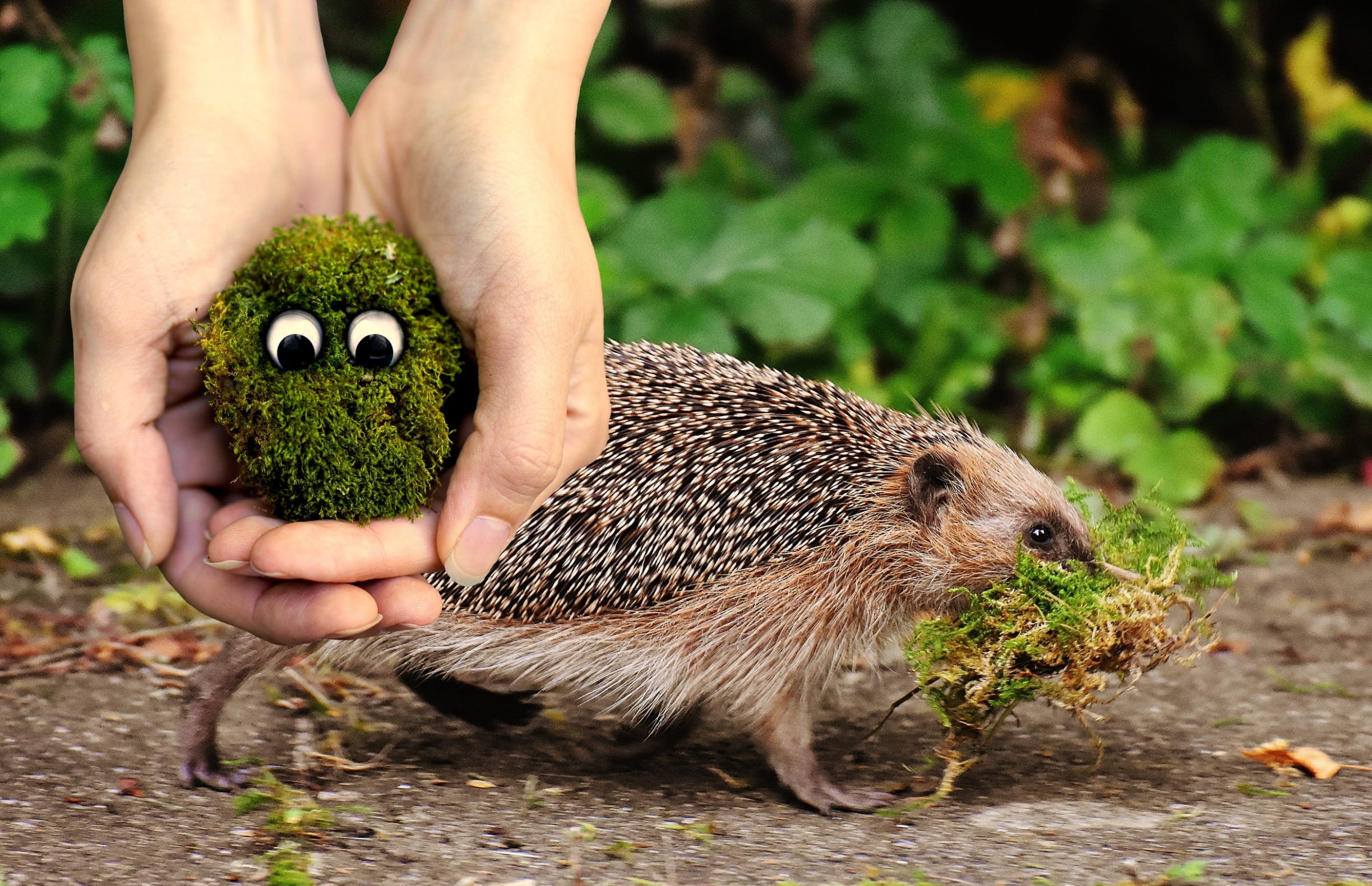 plant, animal, food, finger, hands, animals in the wild, ecology, funny, protection, alive, help, mammal, holding, creature, live, nature, conservation, HD Wallpaper
