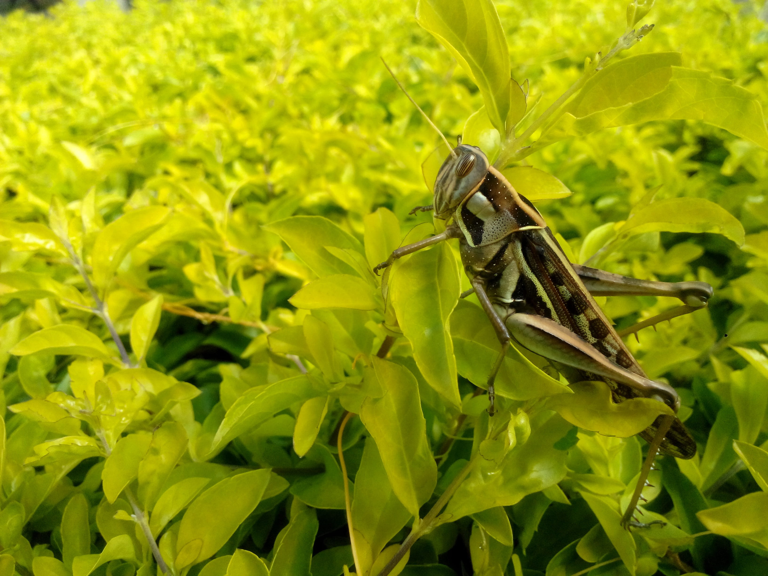 Insect, Nature, wild, no people, focus on foreground, live, wildlife, outdoors, animal, bush-cricket, leaf, plant part, close-up, color, small, invertebrate, HD Wallpaper