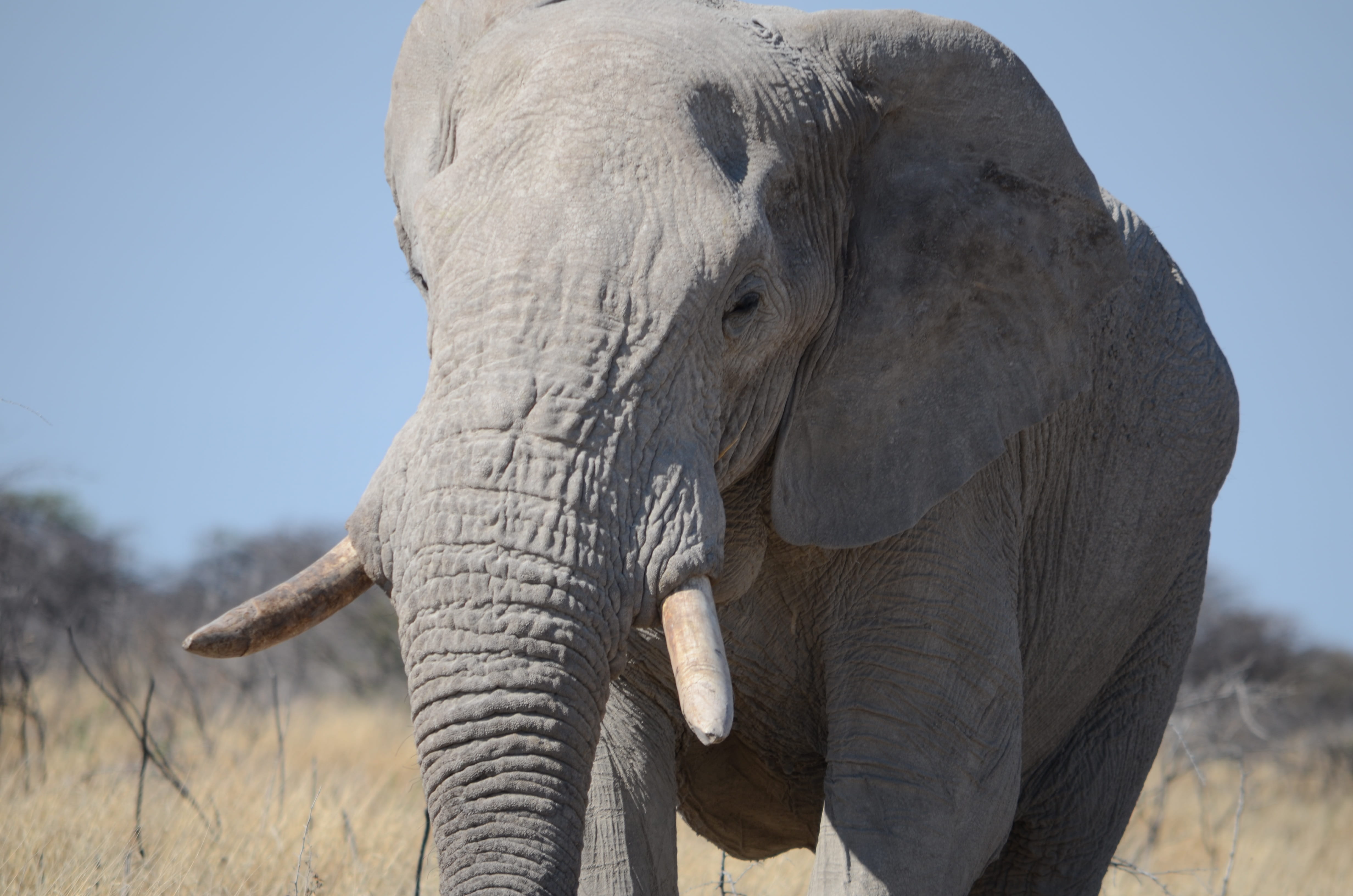 outdoors, fauna, wild, close, african elephant, heat, grey, emotion, one animal, namibia, mood, threatened, animal world, animal trunk, focus on foreground, HD Wallpaper
