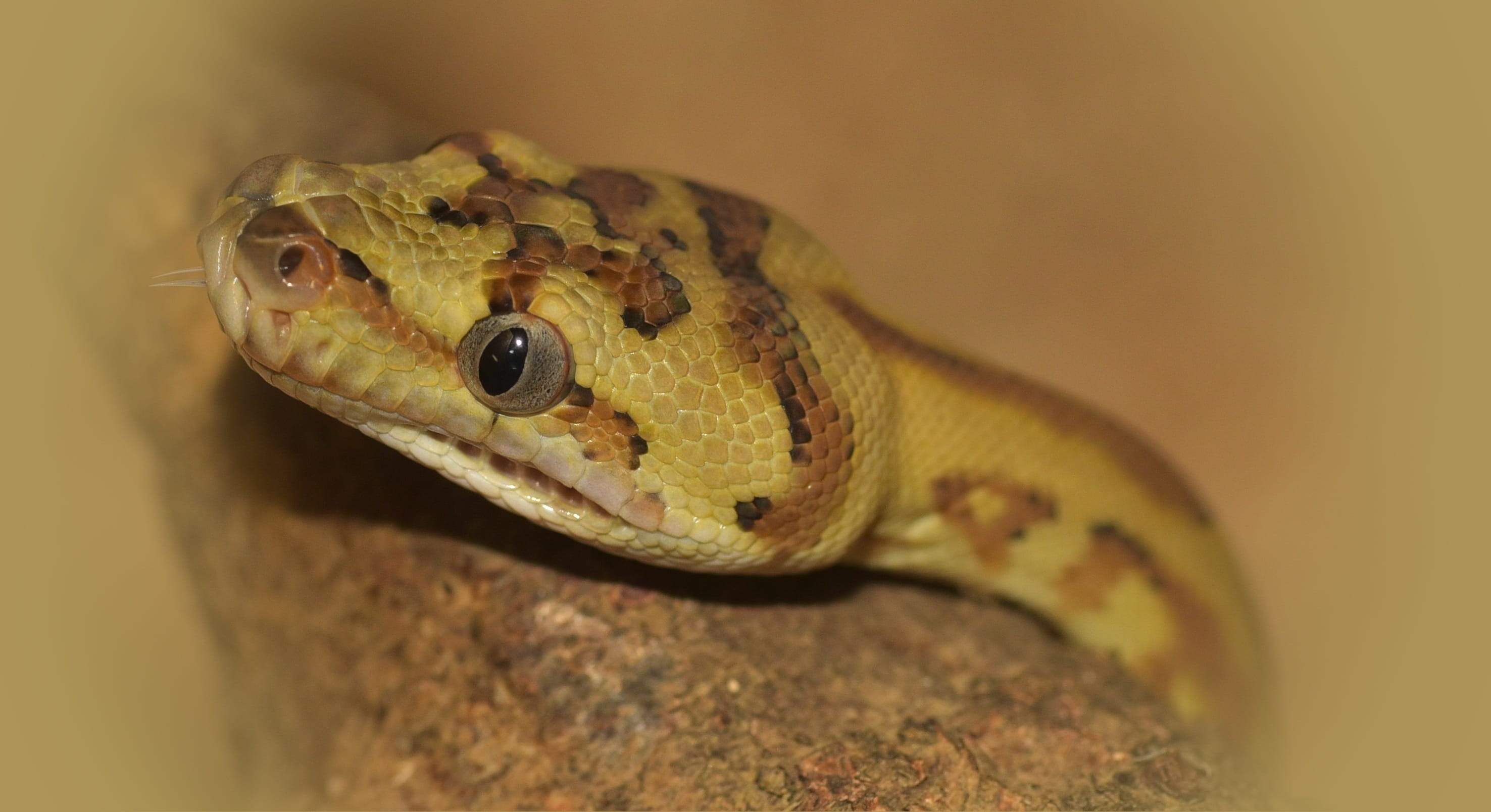 rainforest, snakehead, animal themes, Reptile, nature, animal body part, animal wildlife, vertebrate, animal, non toxic, lurking, Snake, eye, portrait, HD Wallpaper