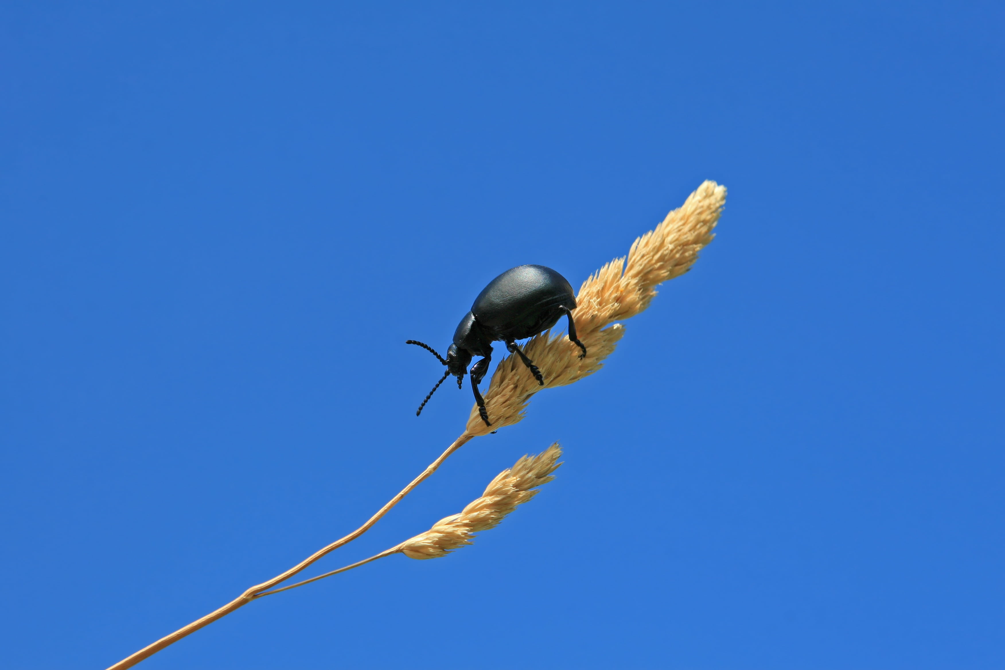 isolated, closeup, clean, outdoors, macro, 2K, detail, farming, invertebrate, natural, life, vermin, bug, nuisance, blue, copy space, living, close-up, HD Wallpaper